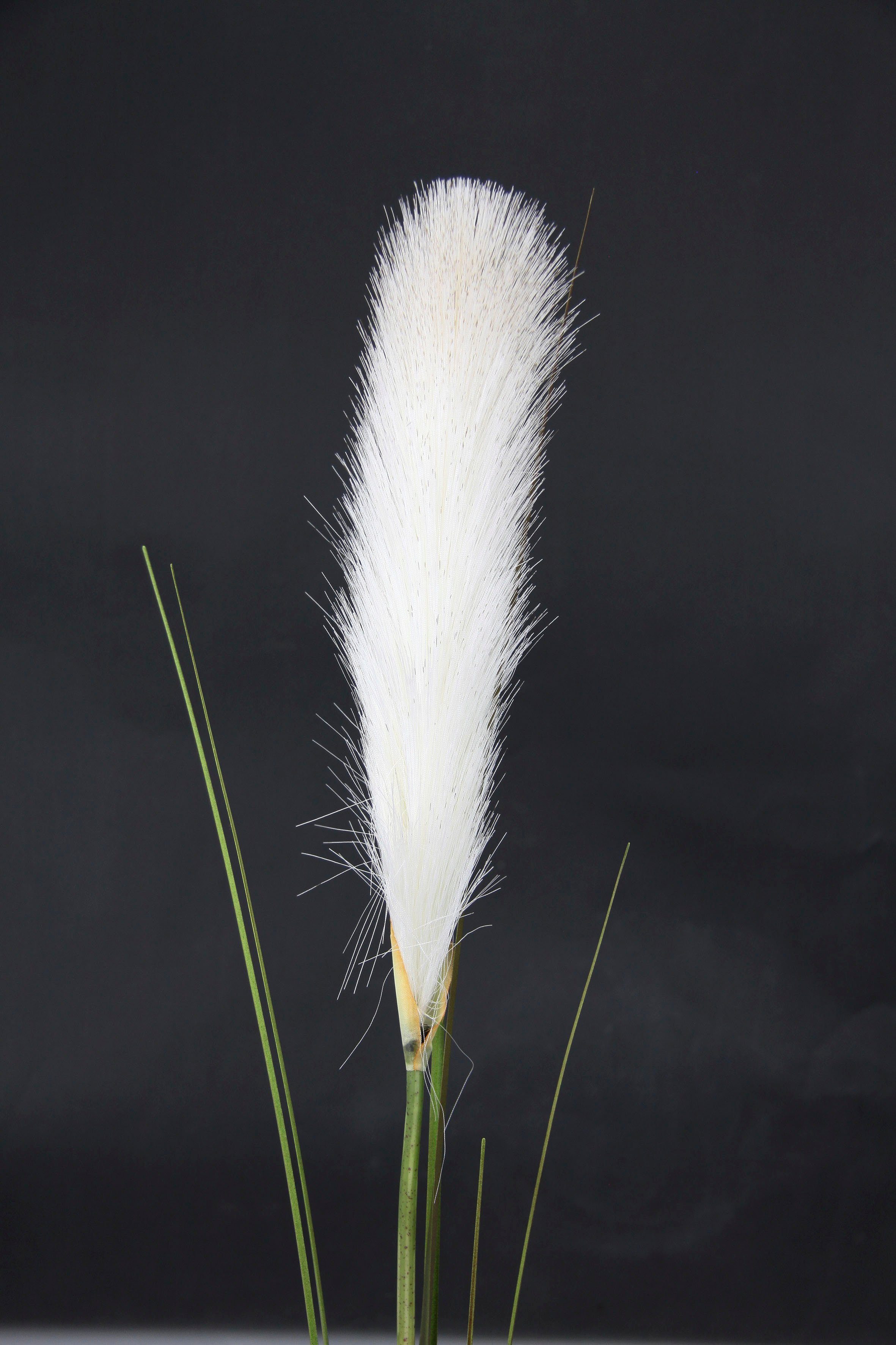 I.GE.A. Kunstpflanze "Pampas", Pampasgras, Boho, 2er Set günstig online kaufen