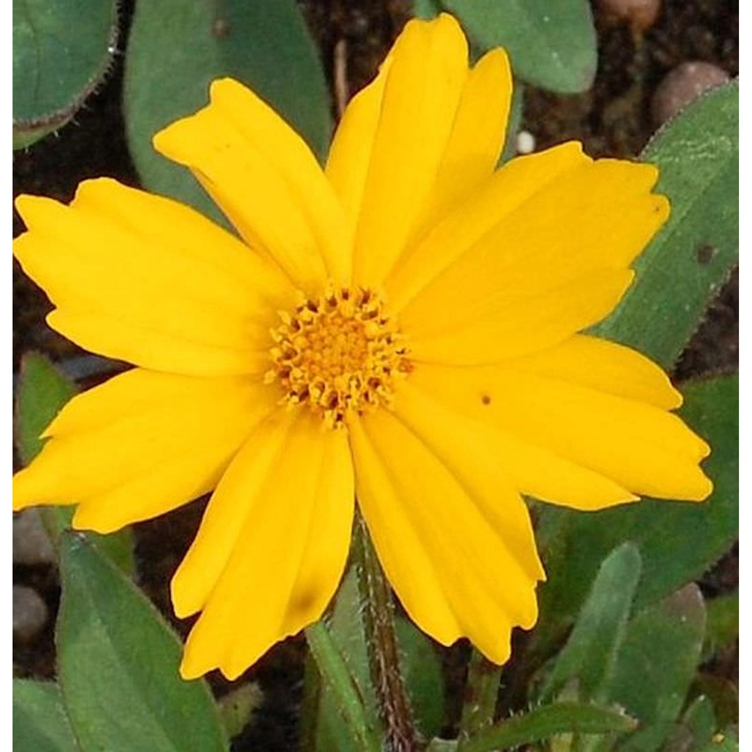 Mädchenauge Christchurch - Coreopsis grandiflora günstig online kaufen