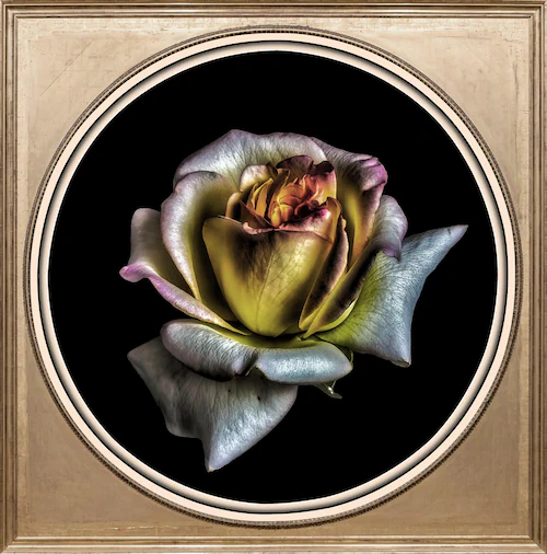 queence Acrylglasbild »Rose« günstig online kaufen