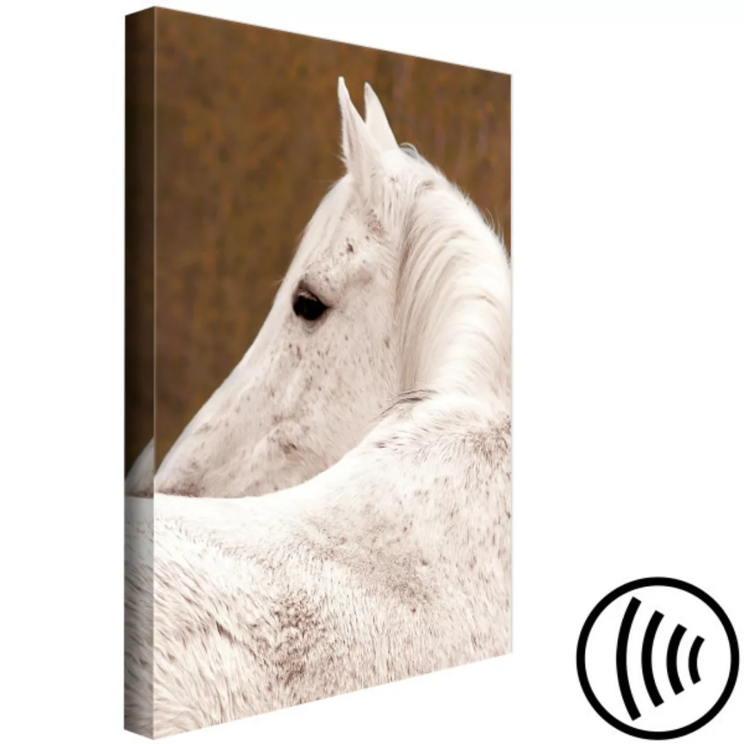 Bild auf Leinwand Weißes Pferd seitlich - Tier-Fotoausschnitt auf braunem H günstig online kaufen