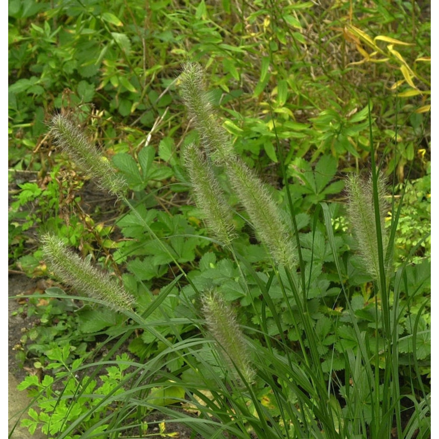 Federborstengras National Arboretum - großer Topf - Pennisetum alopecuroide günstig online kaufen