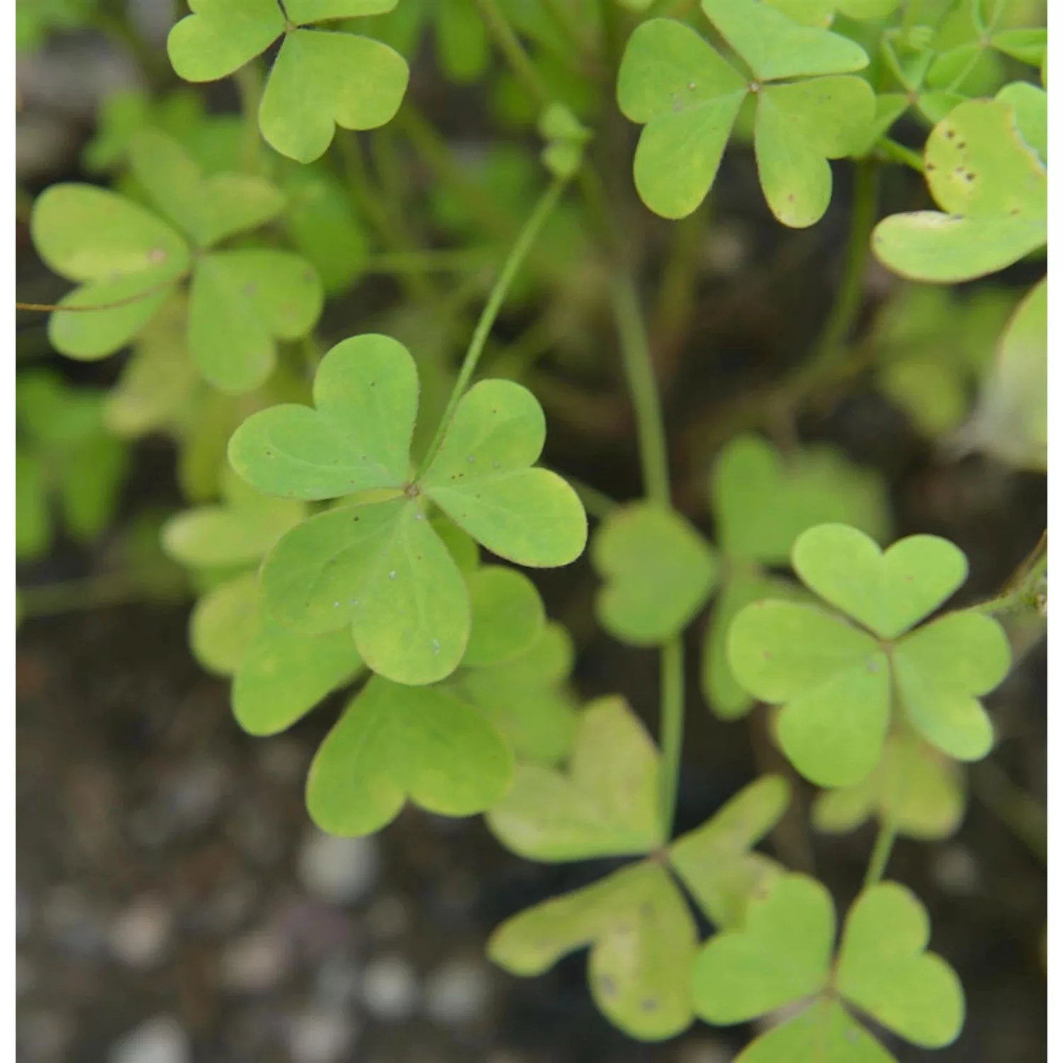 Redwoodwälder-Sauerklee - Oxalis oregana günstig online kaufen