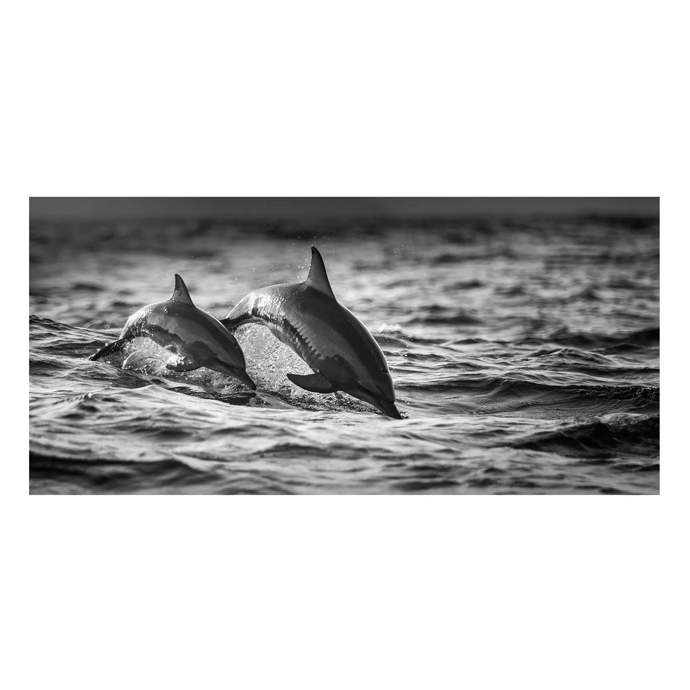 Magnettafel Tiere - Querformat 2:1 Zwei springende Delfine günstig online kaufen