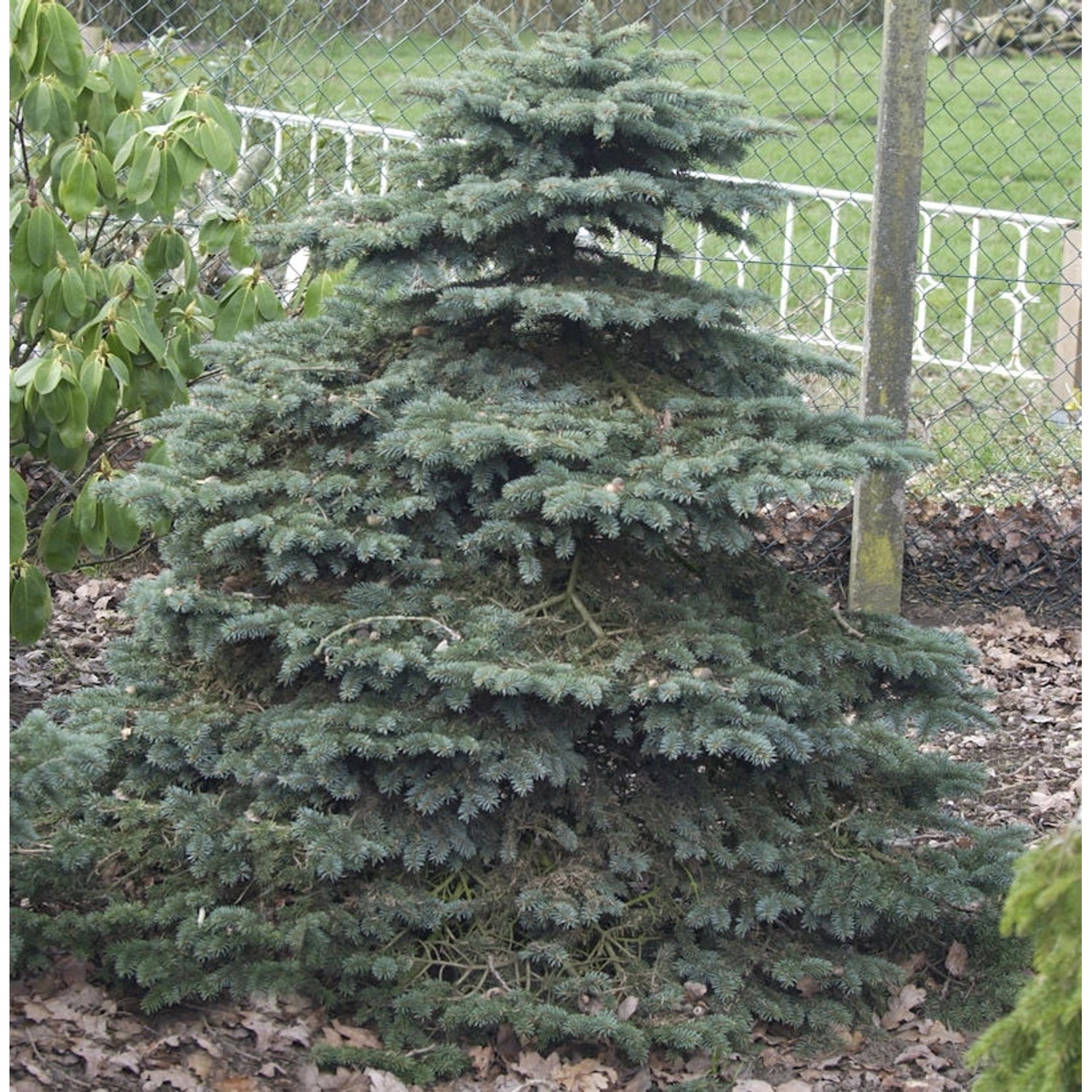 Blaue Stechfichte Super Blue Seedling 70-80cm - Picea pungens günstig online kaufen