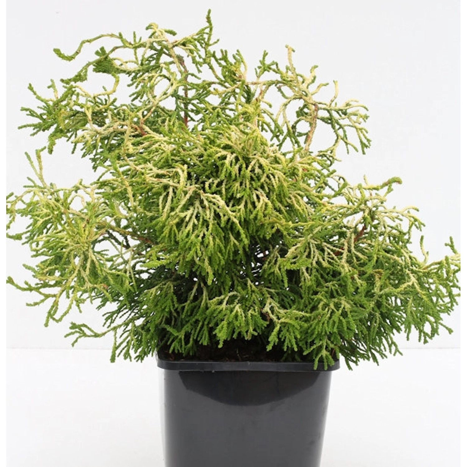 Gelbe Hinoki Scheinzypresse Tsatsumi Gold 40-50cm - Chamaecyparis obtusa günstig online kaufen