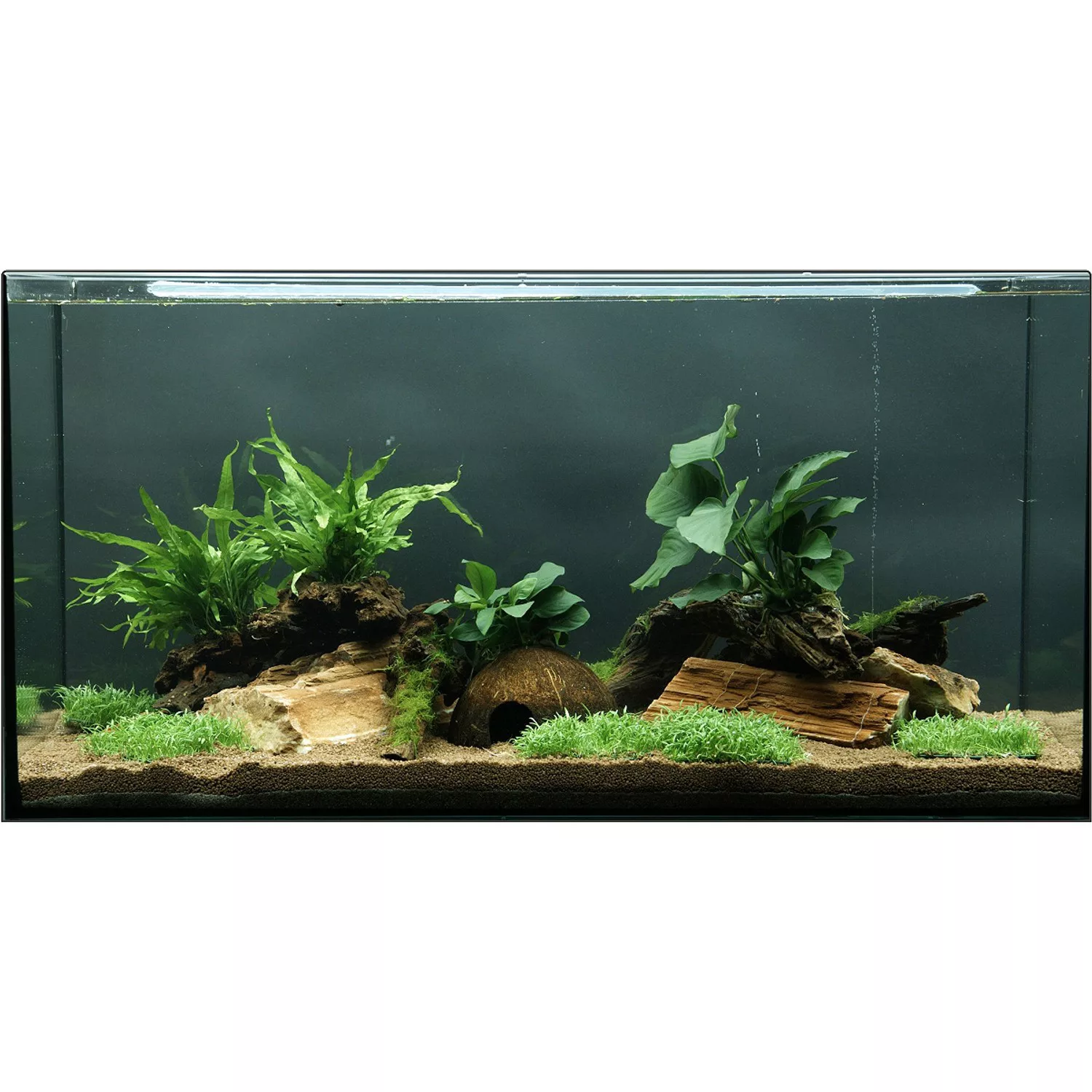 Dennerle Plants Aquariumpflanzen-Set Deko 80 cm - 120 cm Aquarium 12 Pflanz günstig online kaufen