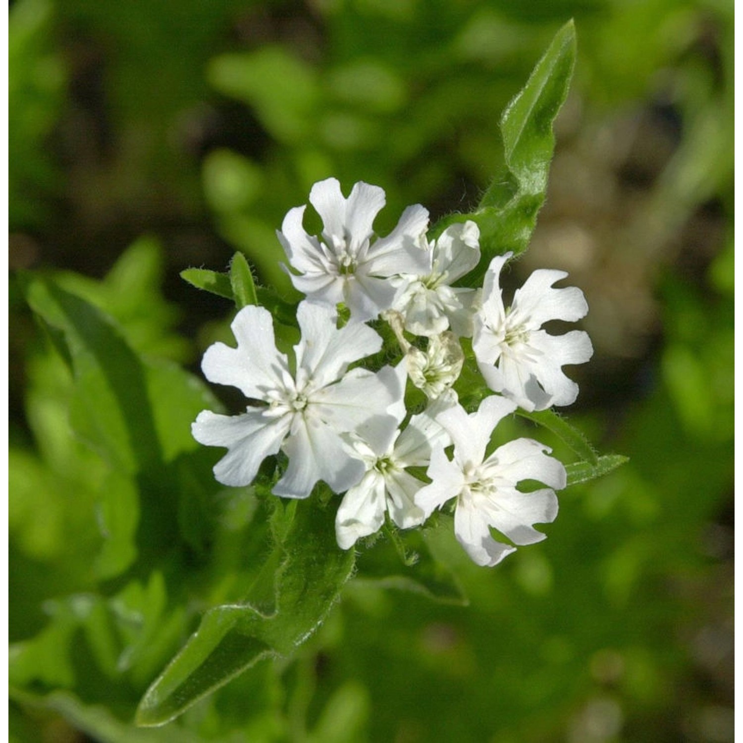 Lichtnelke Rauhreif - Lychnis chalcedonica günstig online kaufen