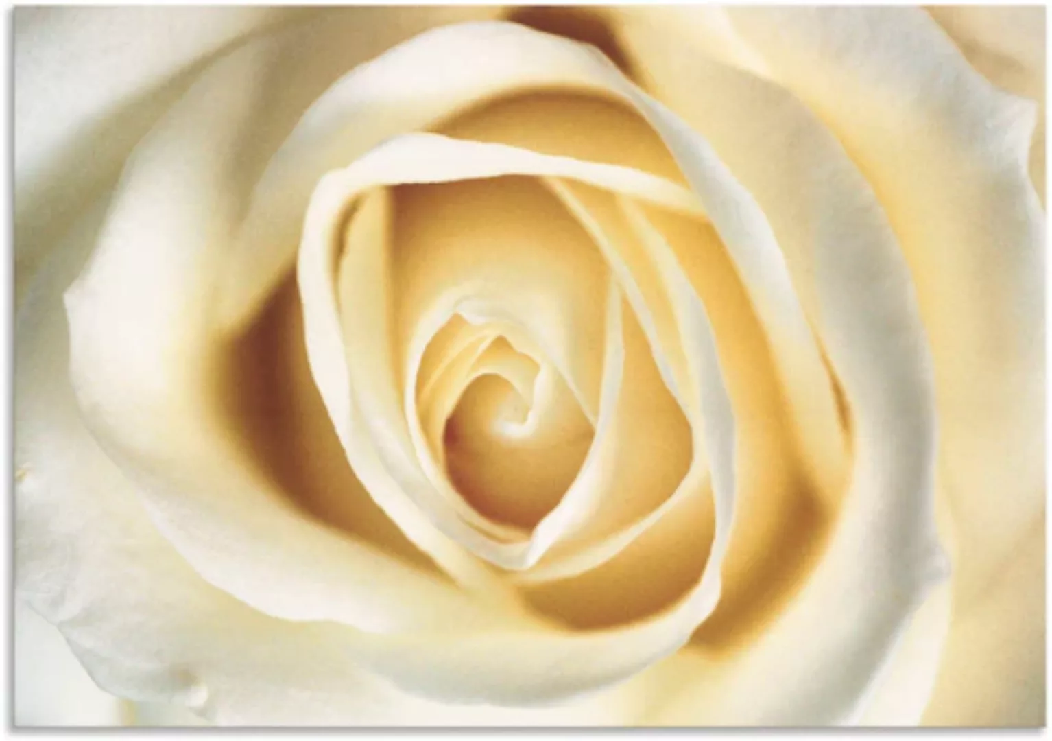 Artland Wandbild "Weiße Rose", Blumen, (1 St.), als Alubild, Outdoorbild, L günstig online kaufen