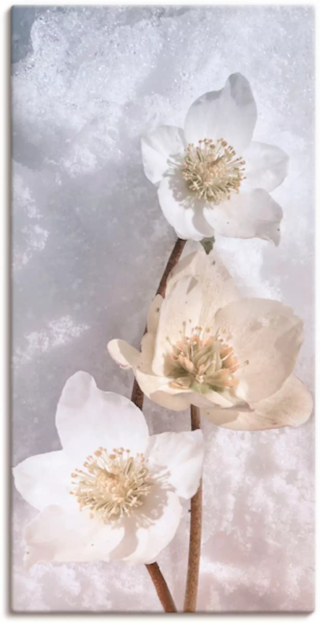 Artland Wandbild »Christrose im Schnee«, Blumen, (1 St.), als Leinwandbild, günstig online kaufen