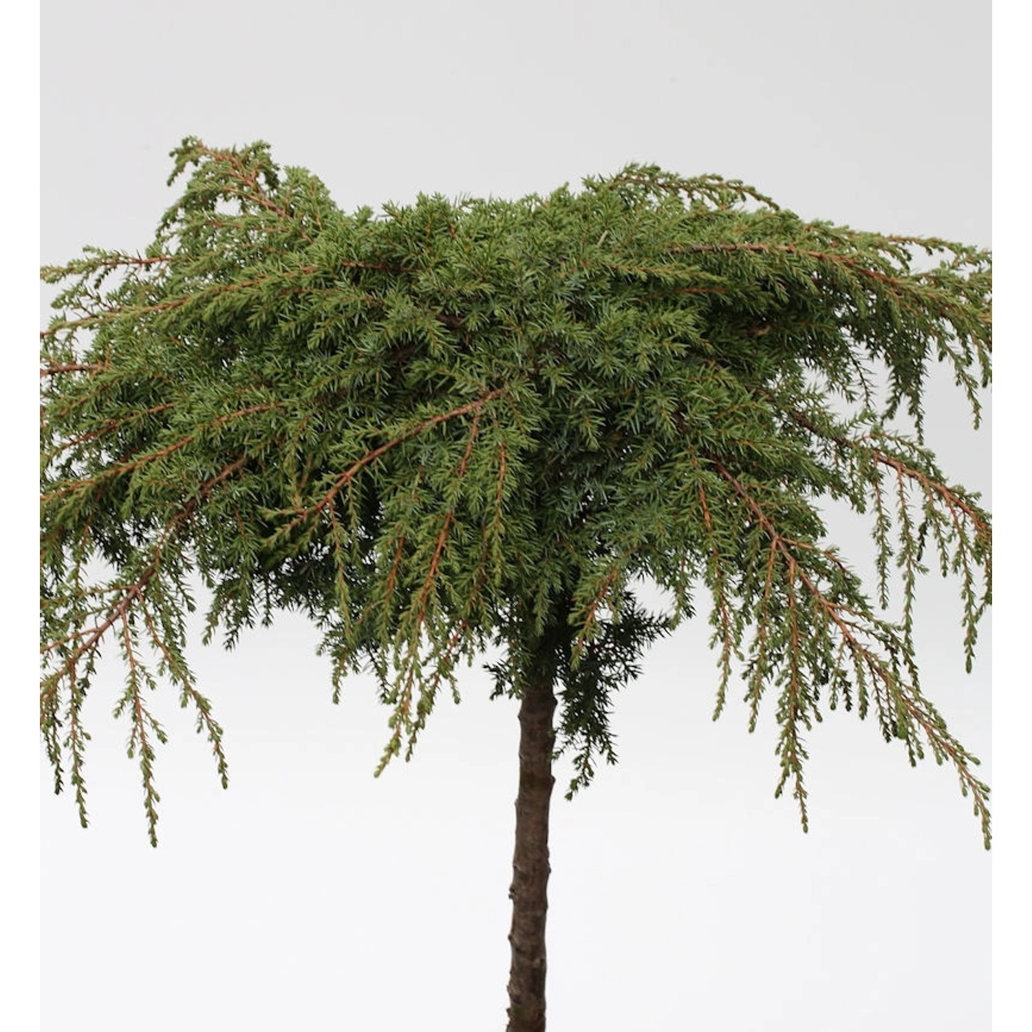 Hochstamm Grüner Kriechwacholder Green Carpet 60-80cm - Juniperus communis günstig online kaufen