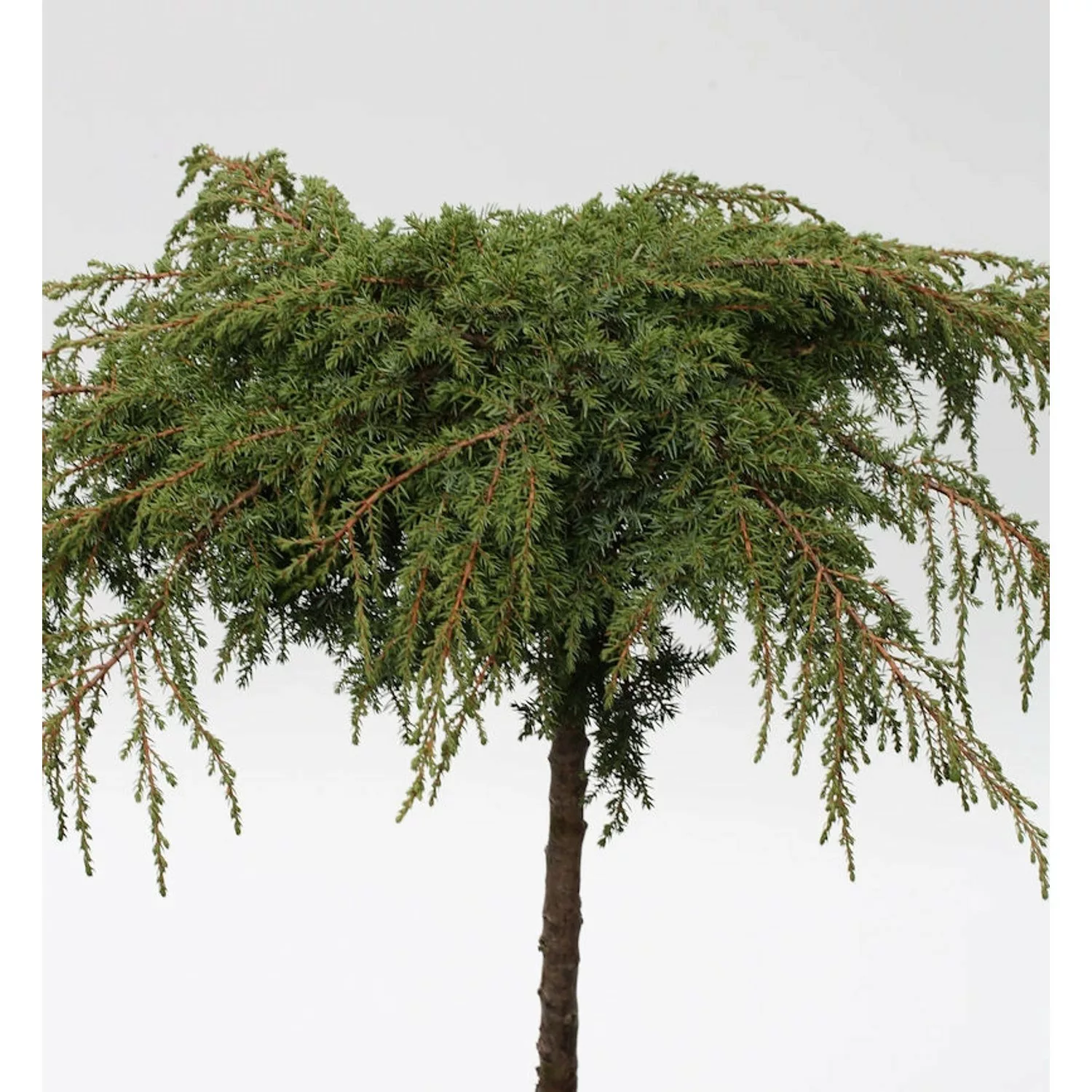 Hochstamm Grüner Kriechwacholder Green Carpet 60-80cm - Juniperus communis günstig online kaufen