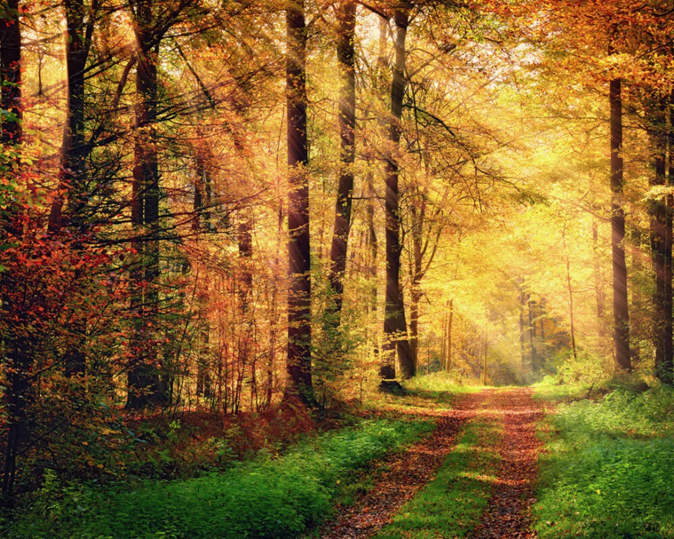 Fototapete "Waldweg Herbst" 4,00x2,50 m / Strukturvlies Klassik günstig online kaufen