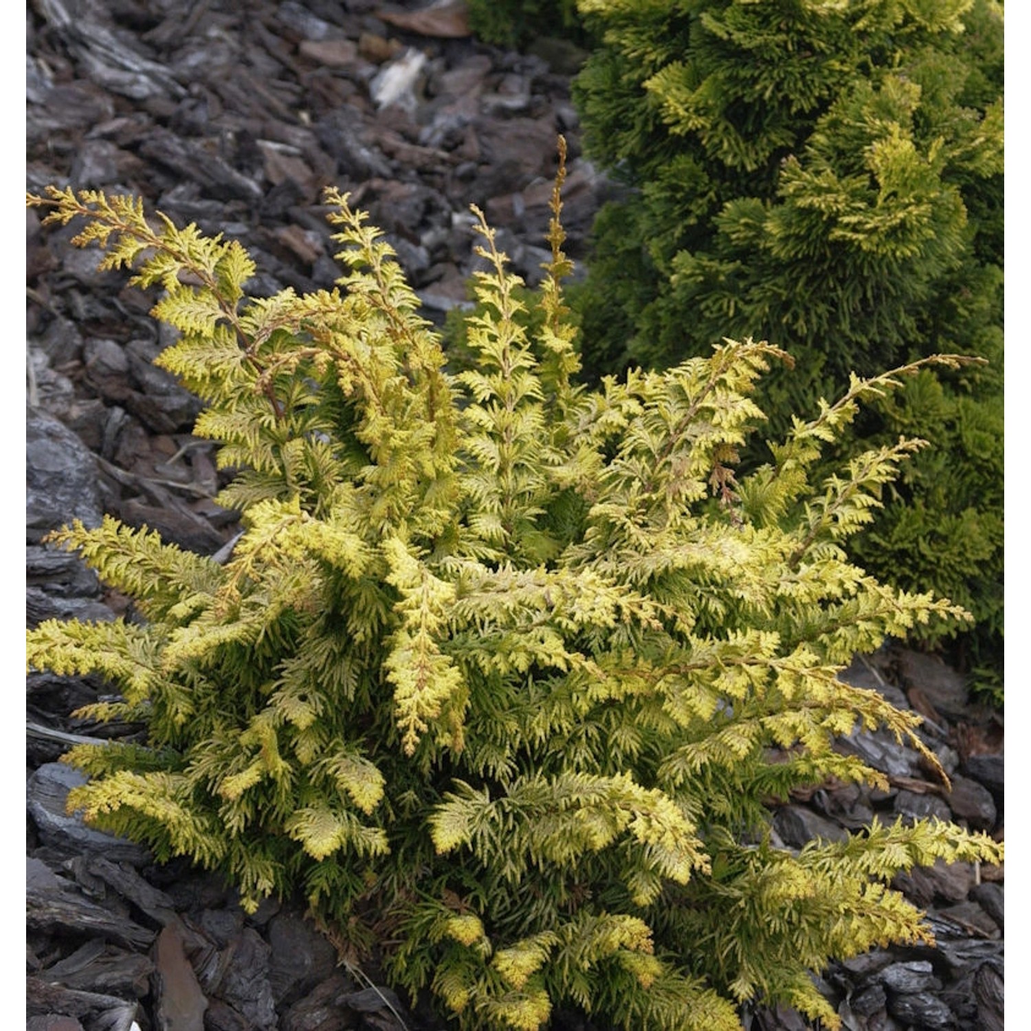 Hinoki Zypresse Fernspray Gold 20-25cm - Chamaecyparis obtusa günstig online kaufen