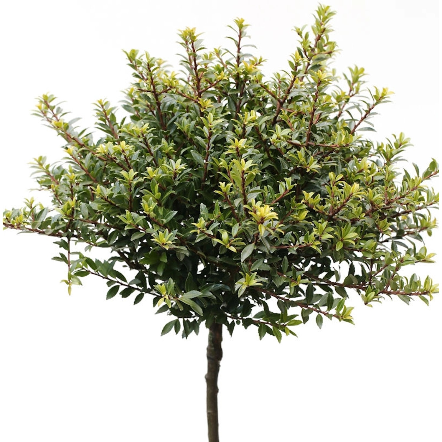 Hochstamm Löffel Ilex Glorie Dwarf 100-125cm - Ilex crenata günstig online kaufen