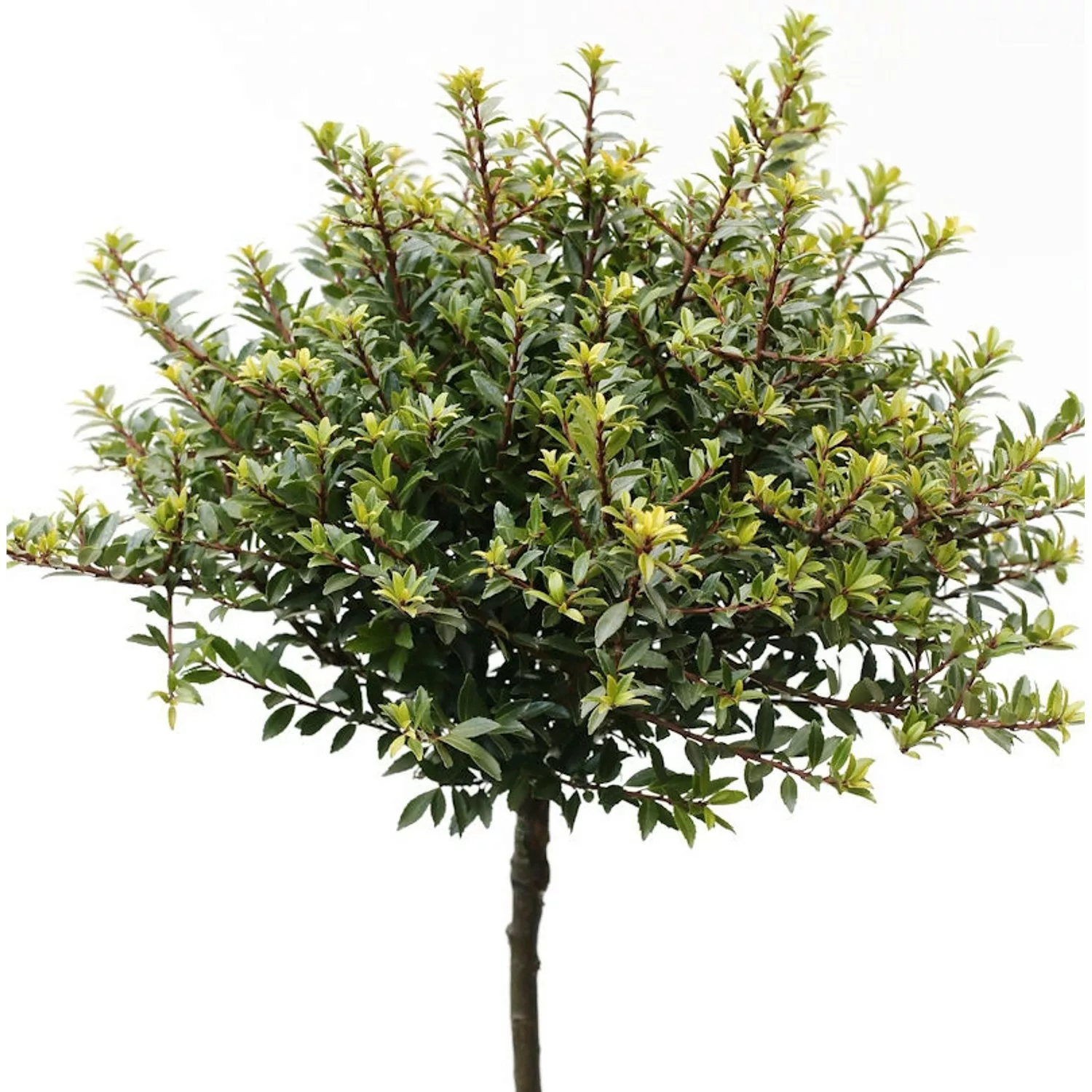 Hochstamm Löffel Ilex Glorie Dwarf 60-80cm - Ilex crenata günstig online kaufen