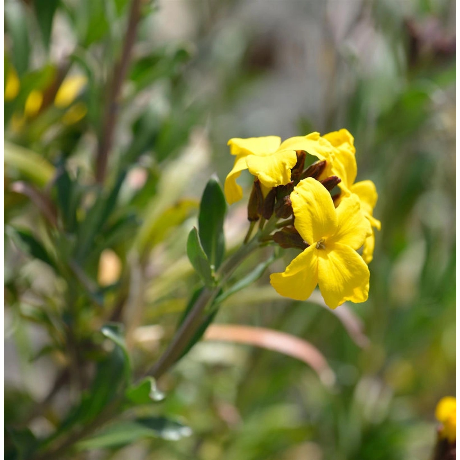 Goldlack Spring Feeling - Erysimum cheiri günstig online kaufen