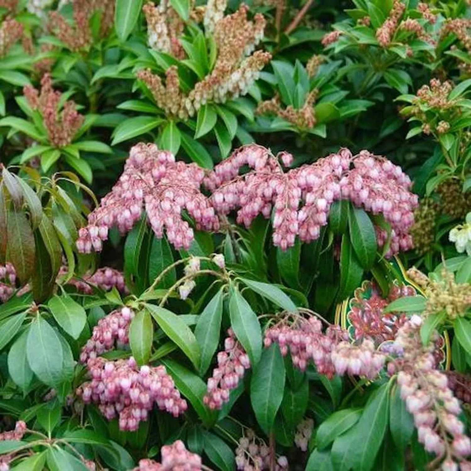 Schattenglöckchen Lavendelheide Valley Valentine 30-40cm - Pieris japonica günstig online kaufen