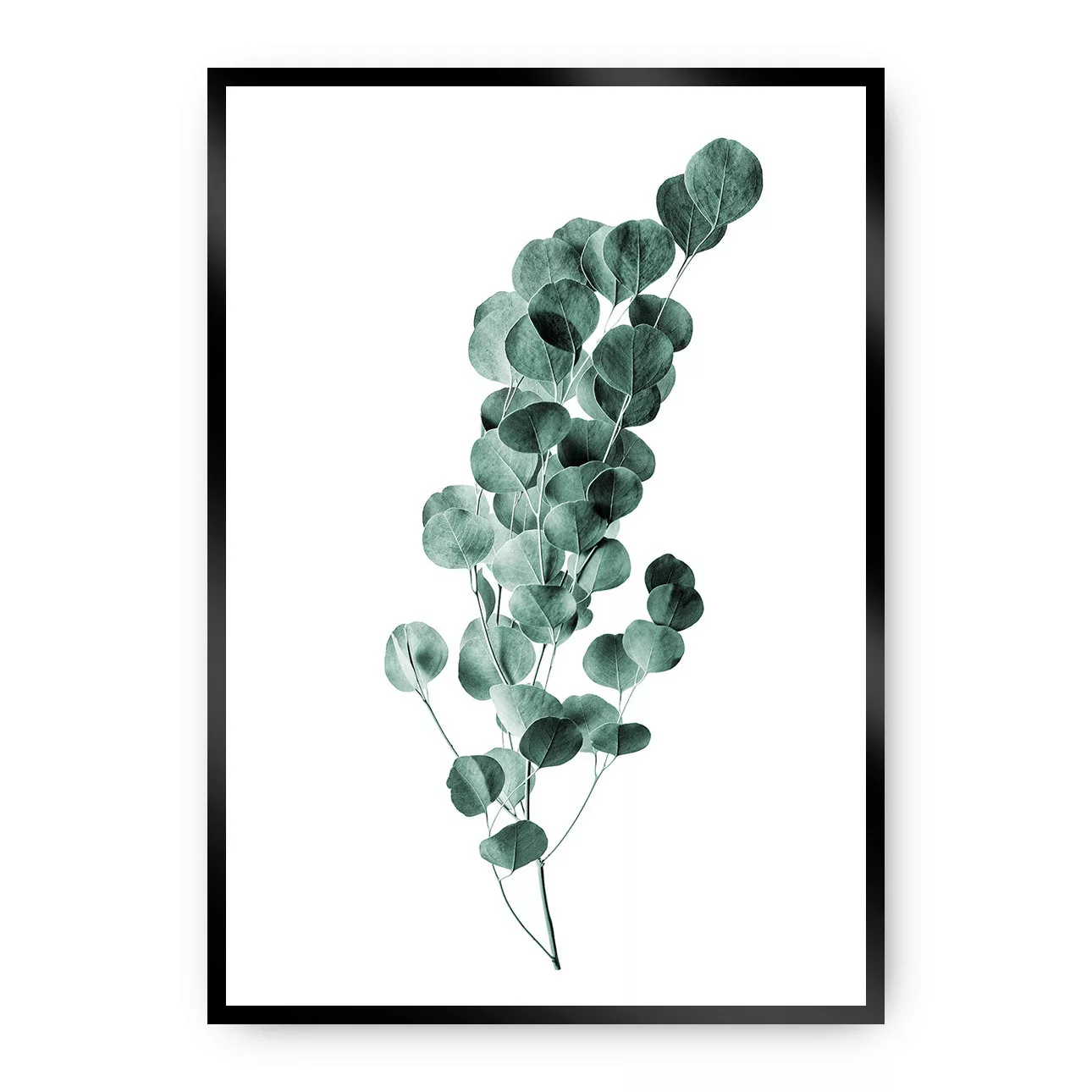 Poster Eucalyptus Emerald Green, 70 x 100 cm, Rahmen wählen: schwarz günstig online kaufen