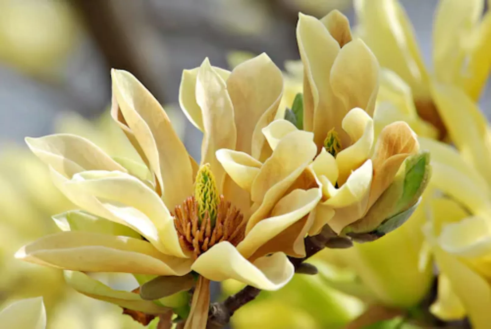 Papermoon Fototapete »Schmetterlinge Magnolie« günstig online kaufen