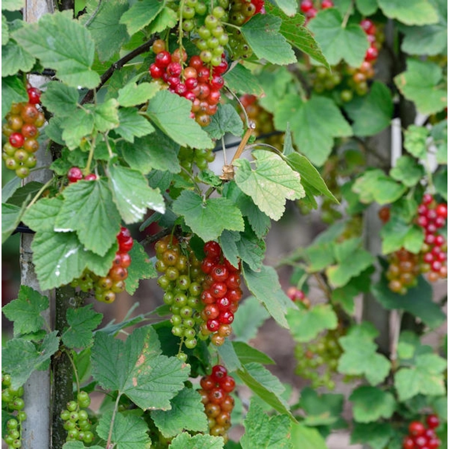 Hochstamm Rote Johannisbeere Rovada 80-100cm - Ribes rubrum günstig online kaufen