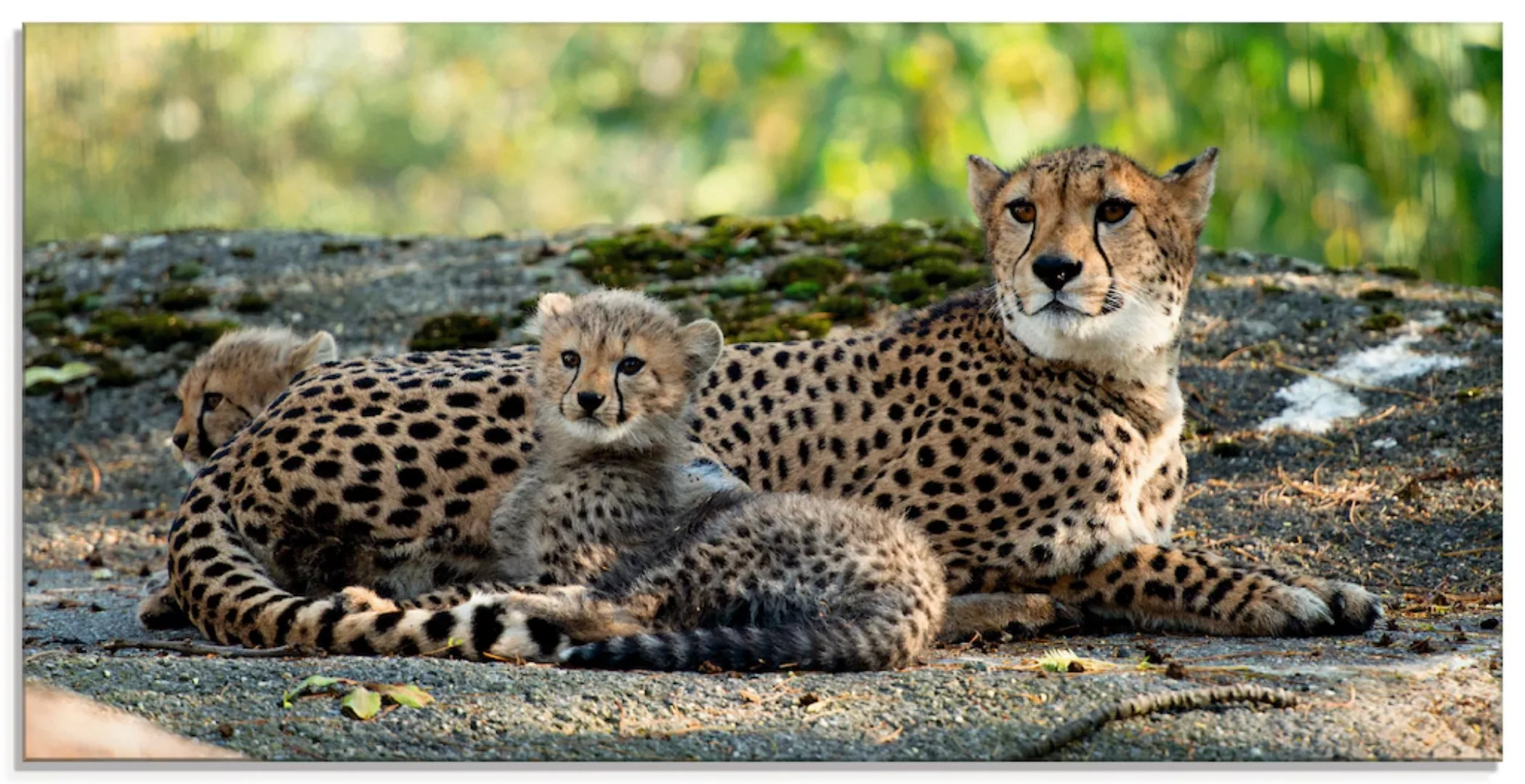Artland Glasbild "Gepard 2", Wildtiere, (1 St.) günstig online kaufen