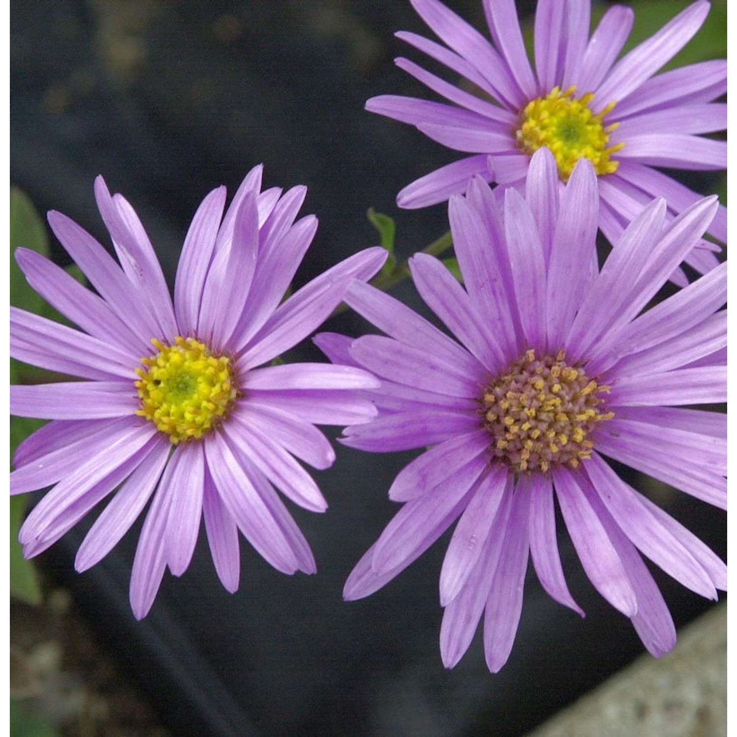 Sommeraster Brilliant - Aster amellus günstig online kaufen