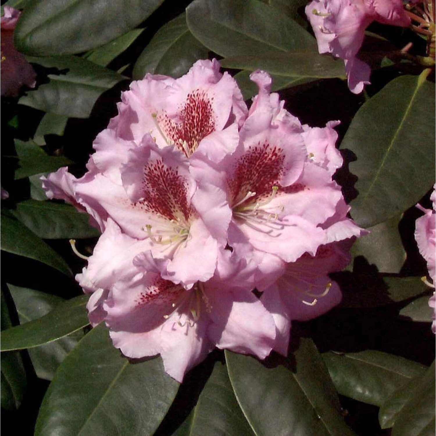 INKARHO - Großblumige Rhododendron Konsonanz 30-40cm - Alpenrose günstig online kaufen