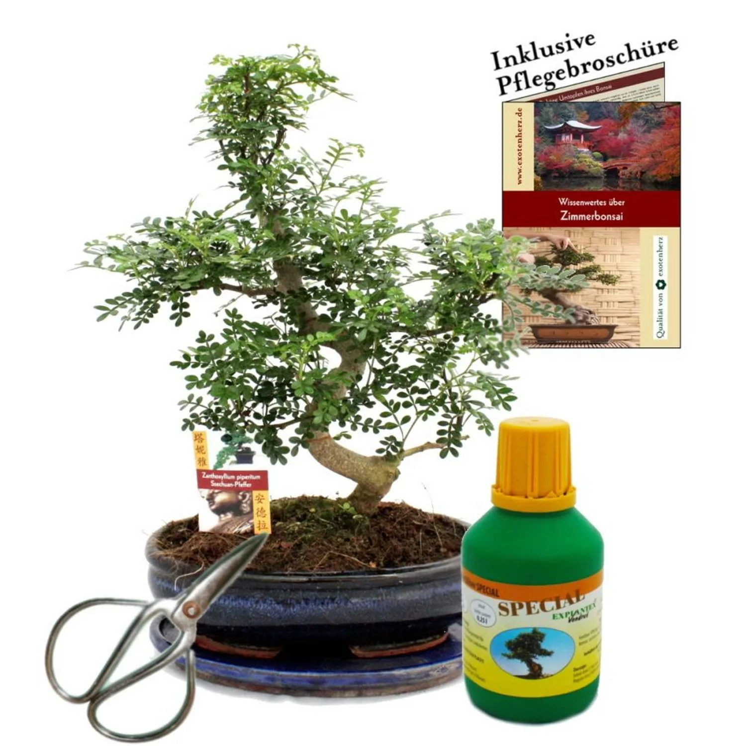 Exotenherz Bonsai Szechuan-Pfeffer Zanthoxyllum ca. 10 Jahre 25cm Schale Ge günstig online kaufen