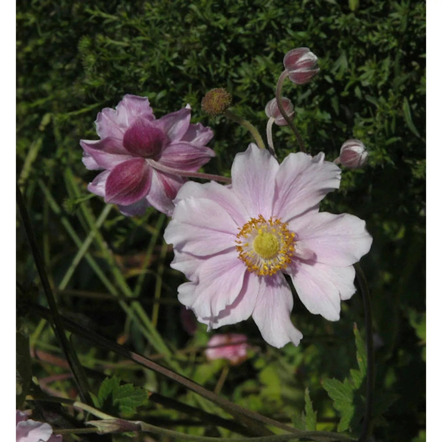 Albadura Anemone Septemberglanz - Anemone tomentosa günstig online kaufen