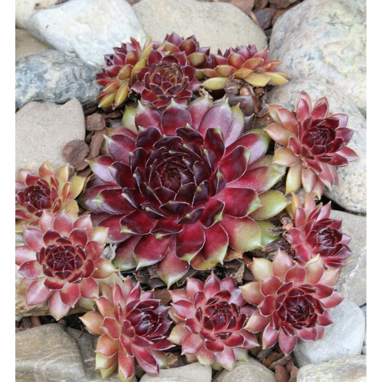 Dachwurz Dr. Fritz Köhlein - Sempervivum cultorum günstig online kaufen