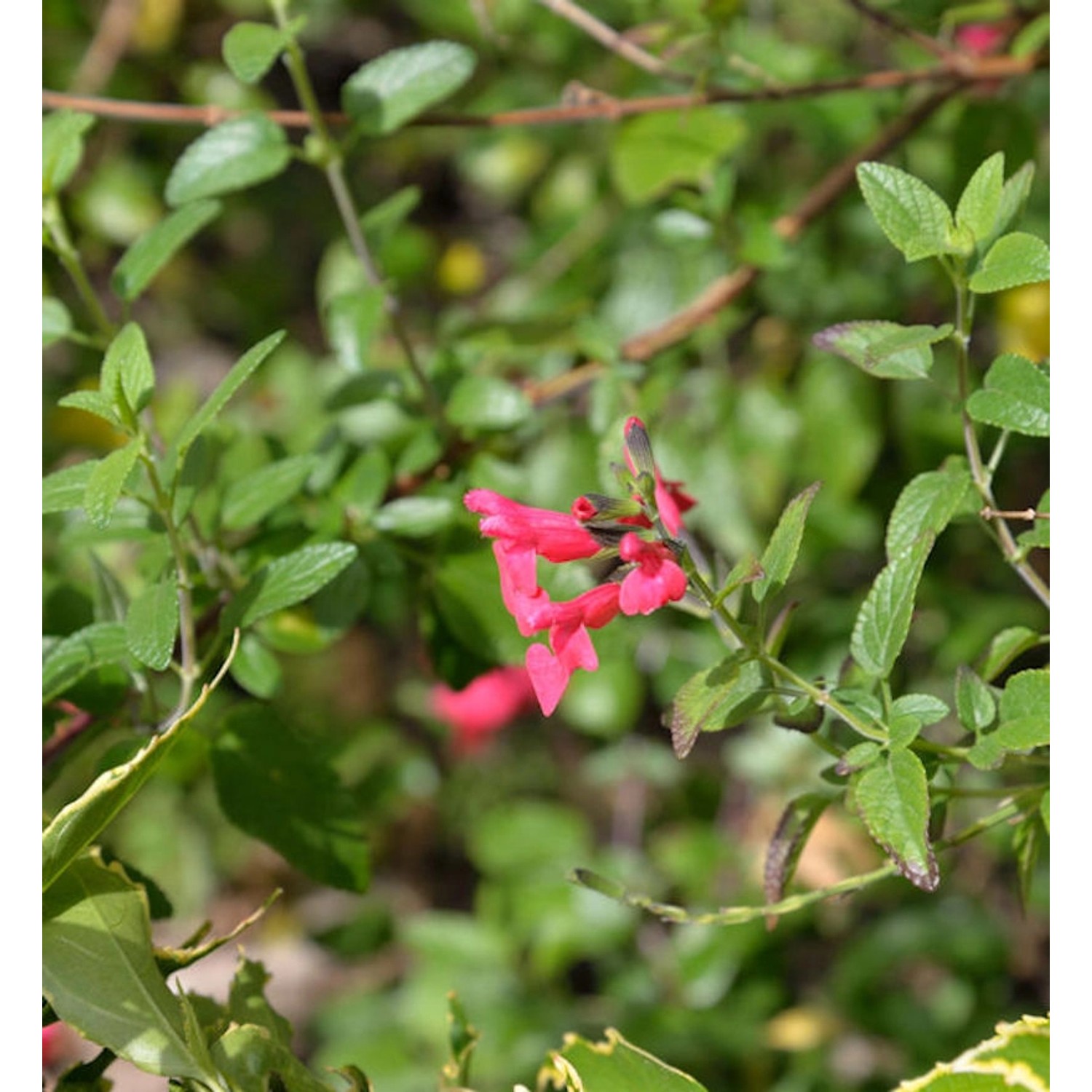 Myrten Salbei - Salvia microphylla günstig online kaufen