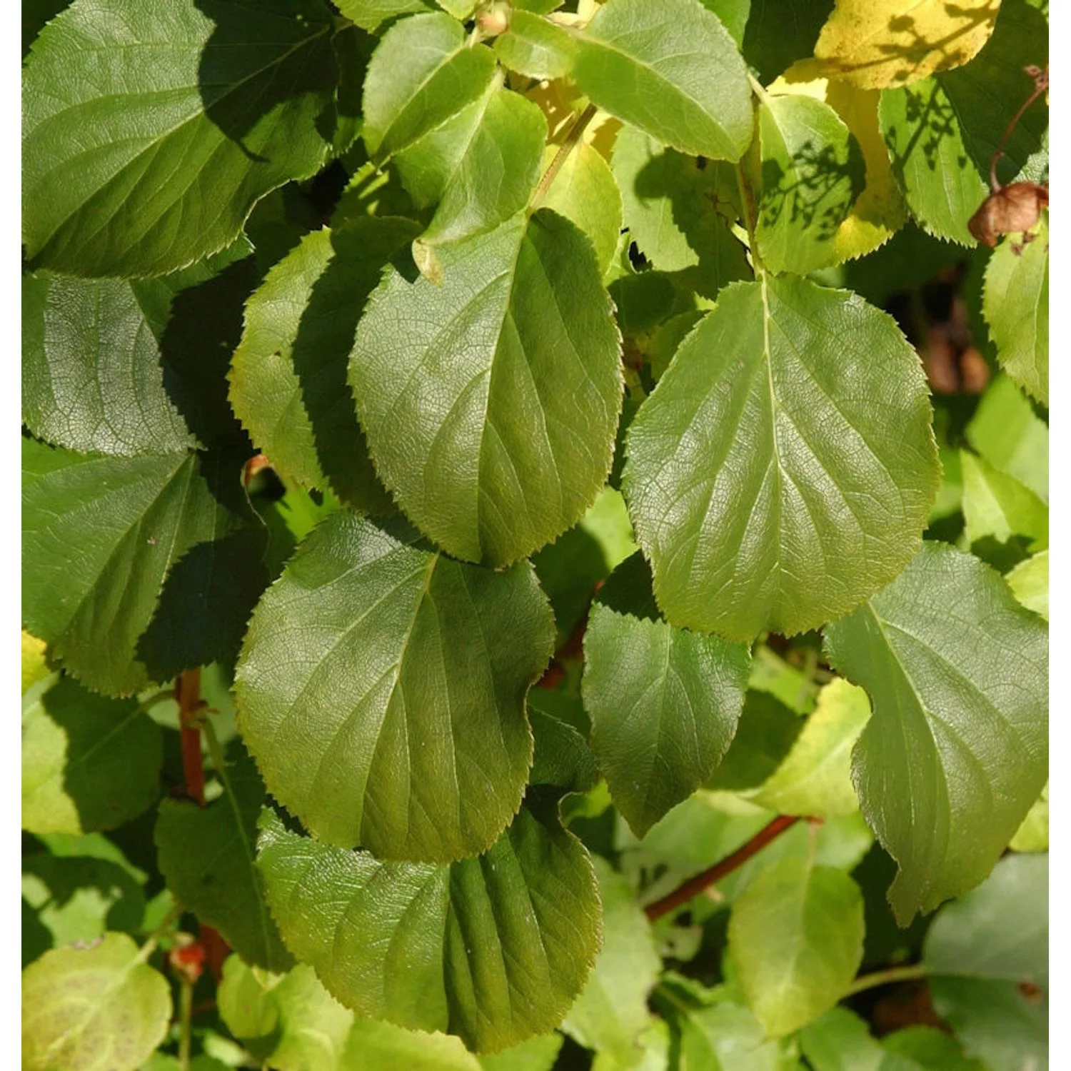 Kletter Hortensie Cordifolia 40-60cm - Hydrangea petiolaris günstig online kaufen