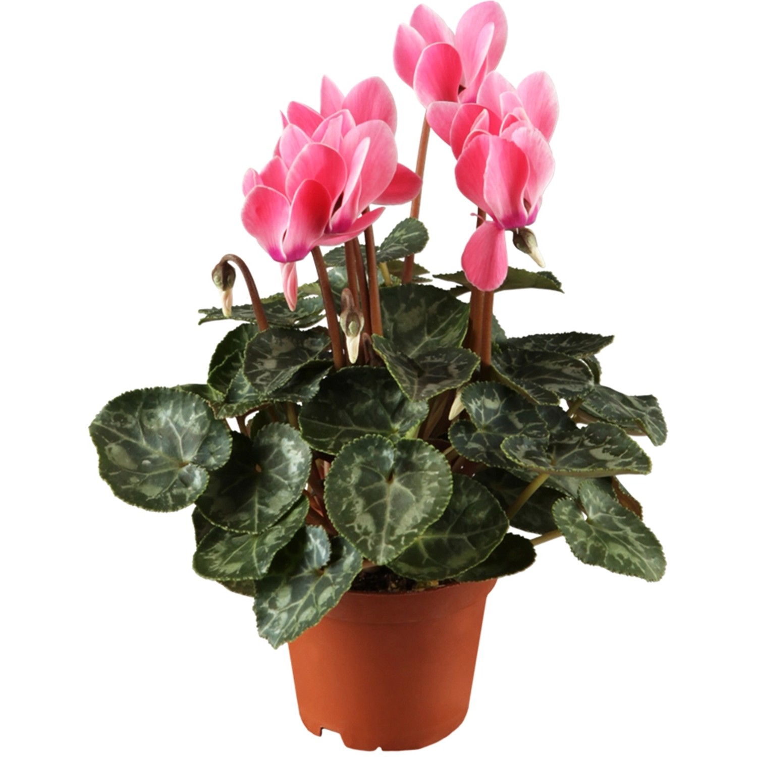 Alpenveilchen Rosa Topf-Ø ca. 11 cm Cyclamen persicum günstig online kaufen