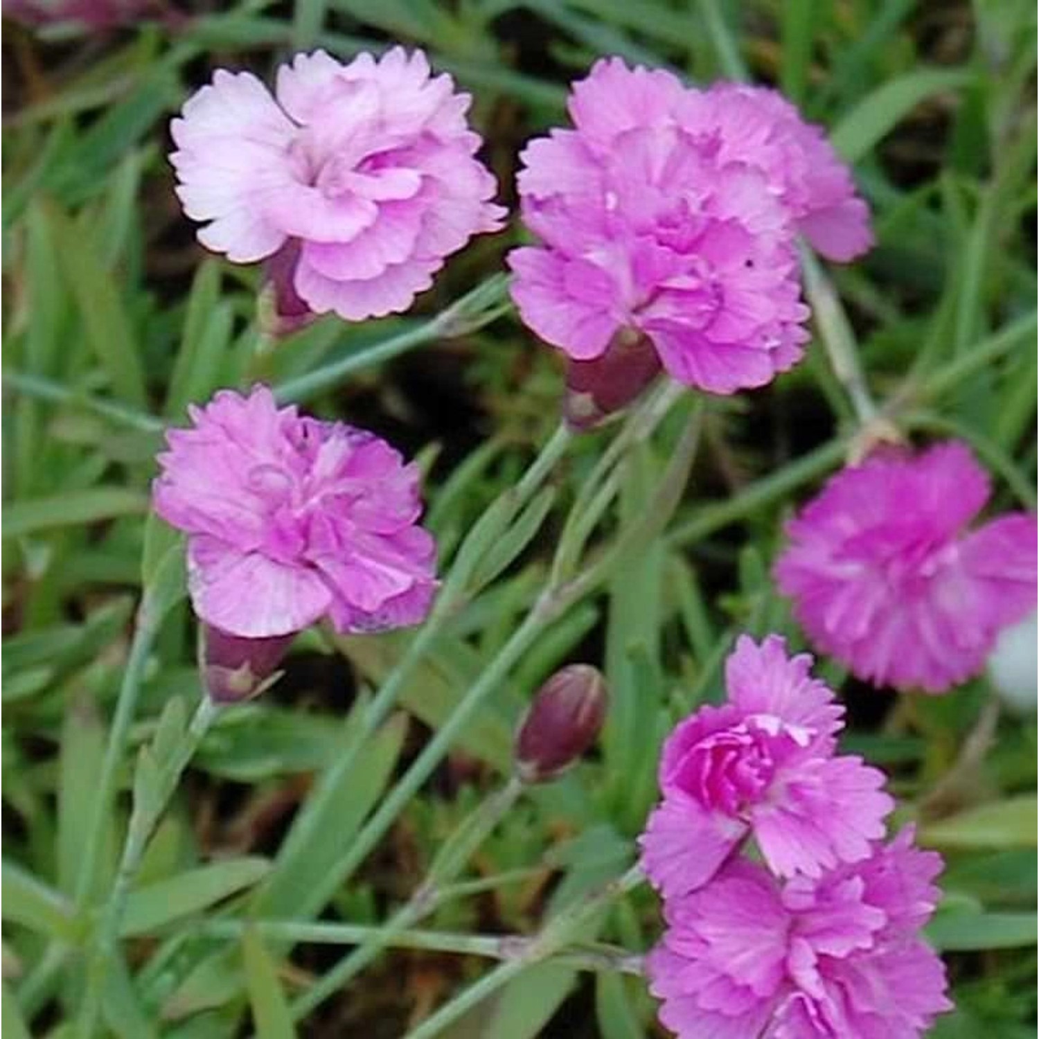 Pfingstnelke Pink Jewel - Dianthus gratianopolitanus günstig online kaufen