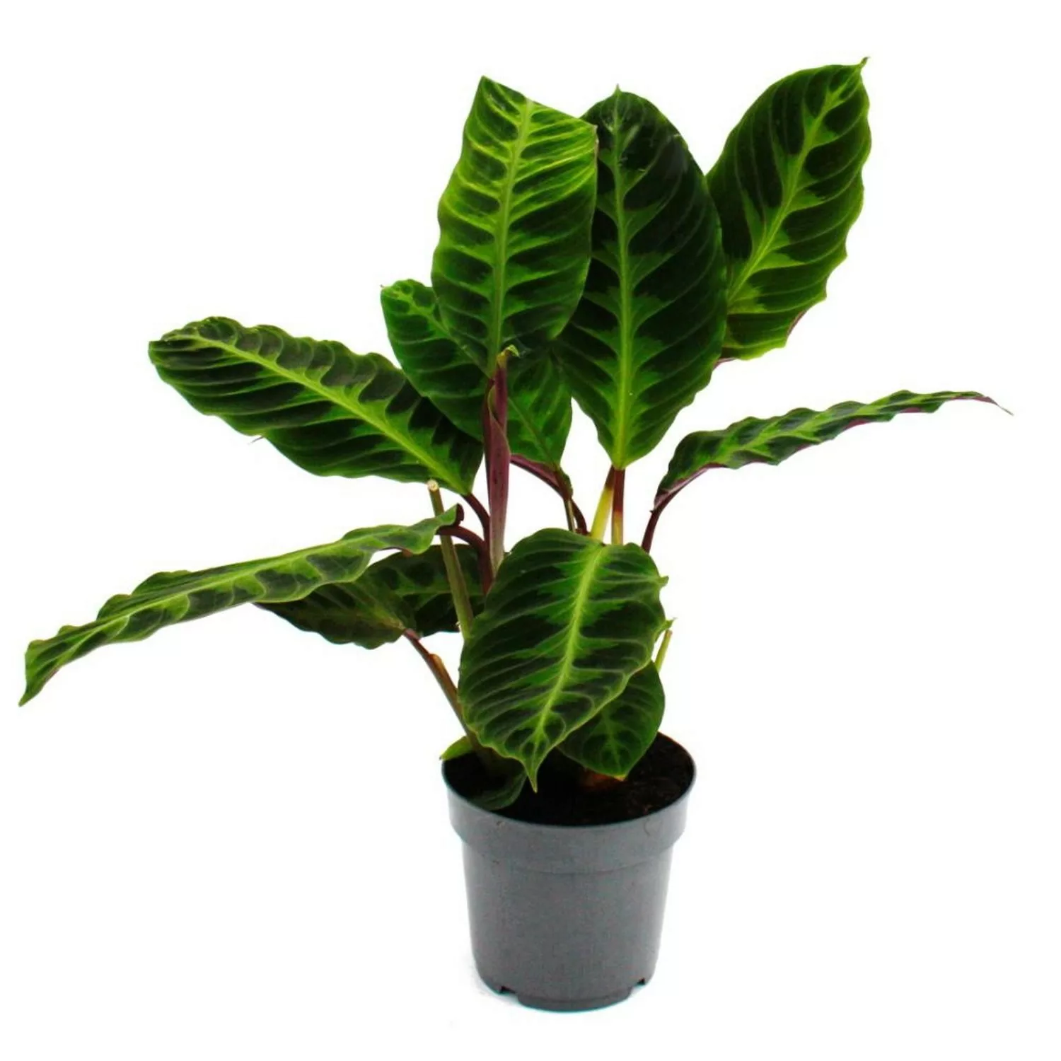 Exotenherz Schattenpflanze mit Samtigen Blättern Calathea Warscewiczii Samt günstig online kaufen