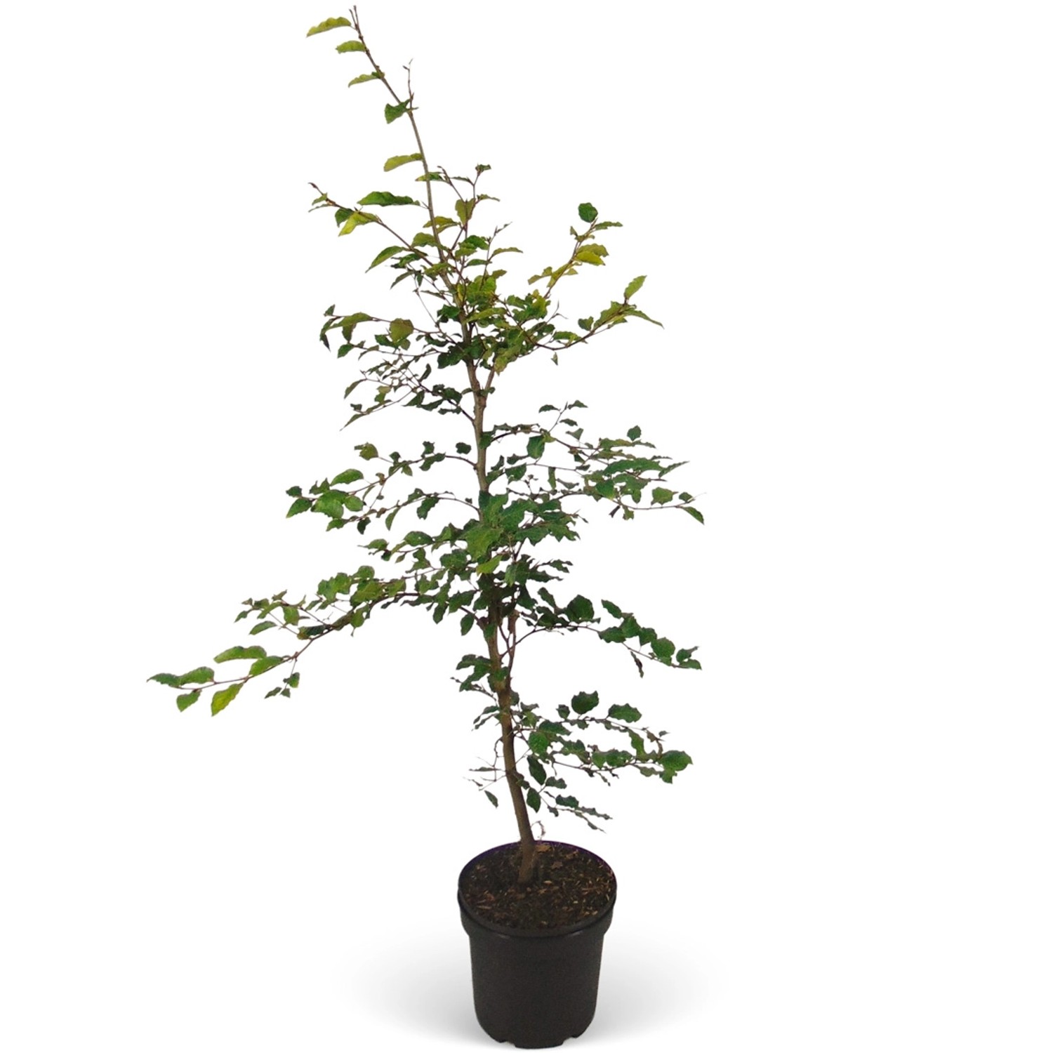 Rotbuche Set à 75 Stück Höhe ca. 80 - 100 cm Topf ca. 2 l Fagus sylvatica günstig online kaufen