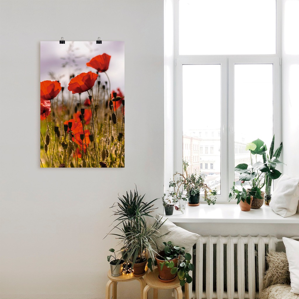 Artland Wandbild "Mohnblumen im Morgenlicht", Blumenwiese, (1 St.), als Alu günstig online kaufen