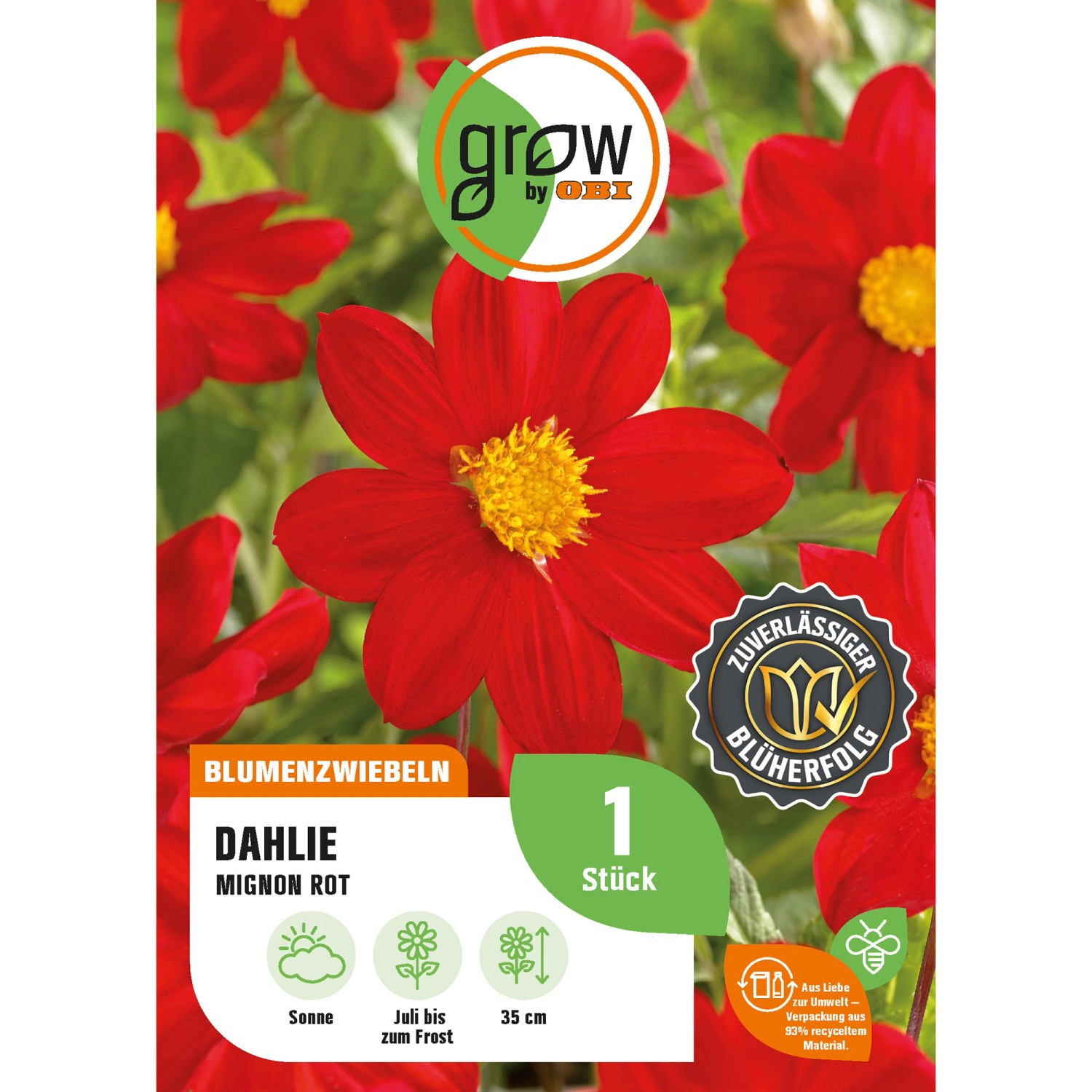 GROW by OBI Dahlie Mignon Rot Höhe ca. 35 cm günstig online kaufen