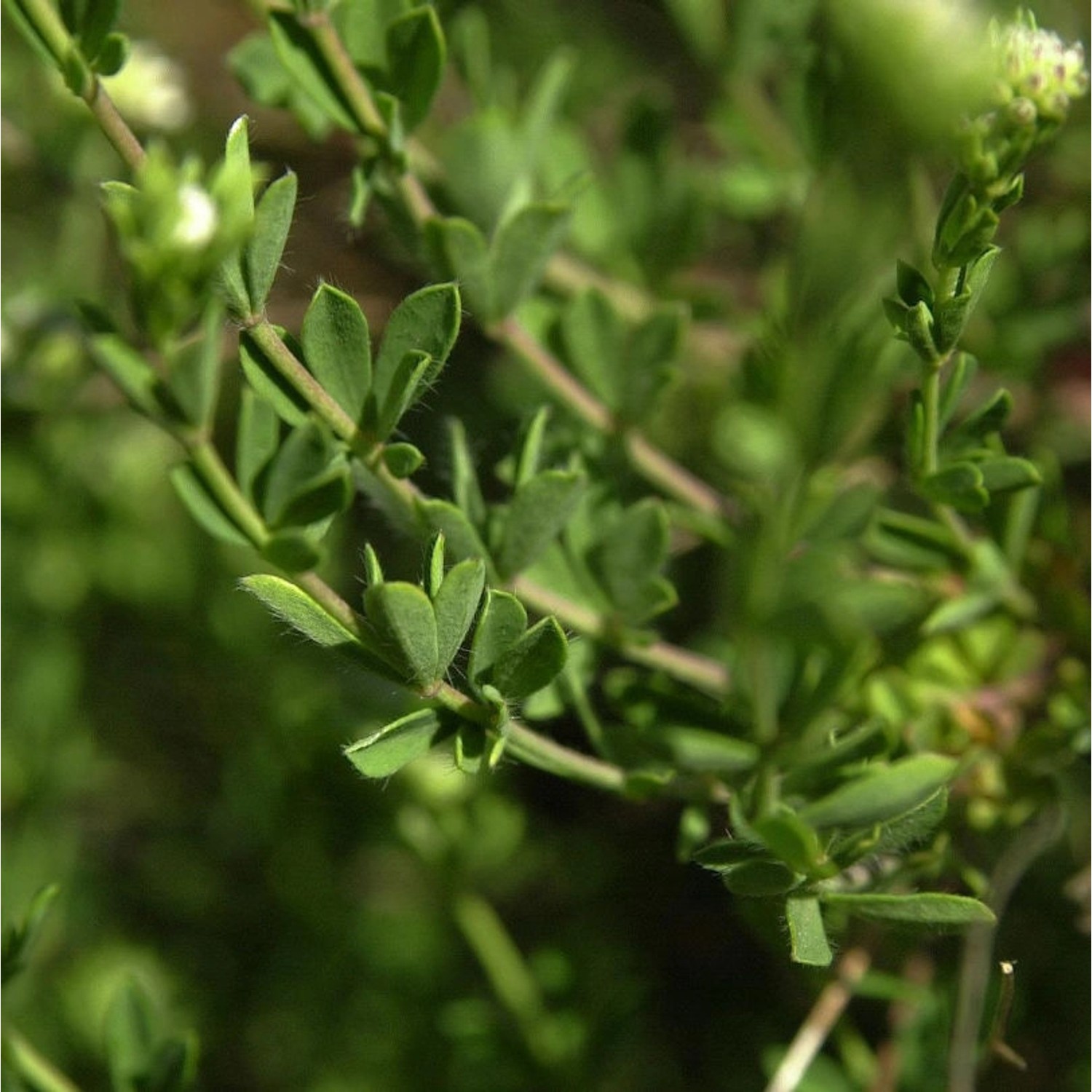 Backenklee - Dorycnium pentaphyllum germanicum günstig online kaufen