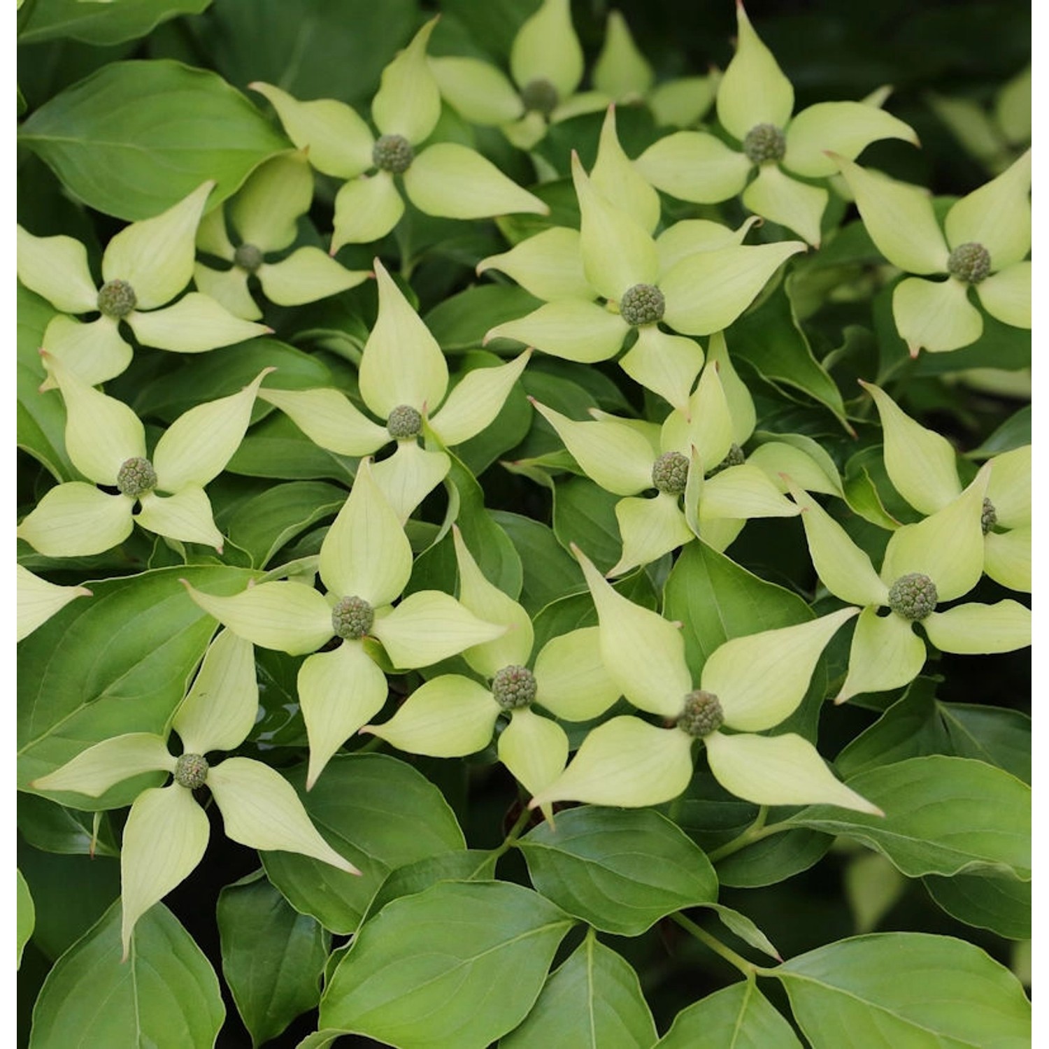 Chinesischer Blumenhartriegel 40-60cm - Cornus kousa günstig online kaufen