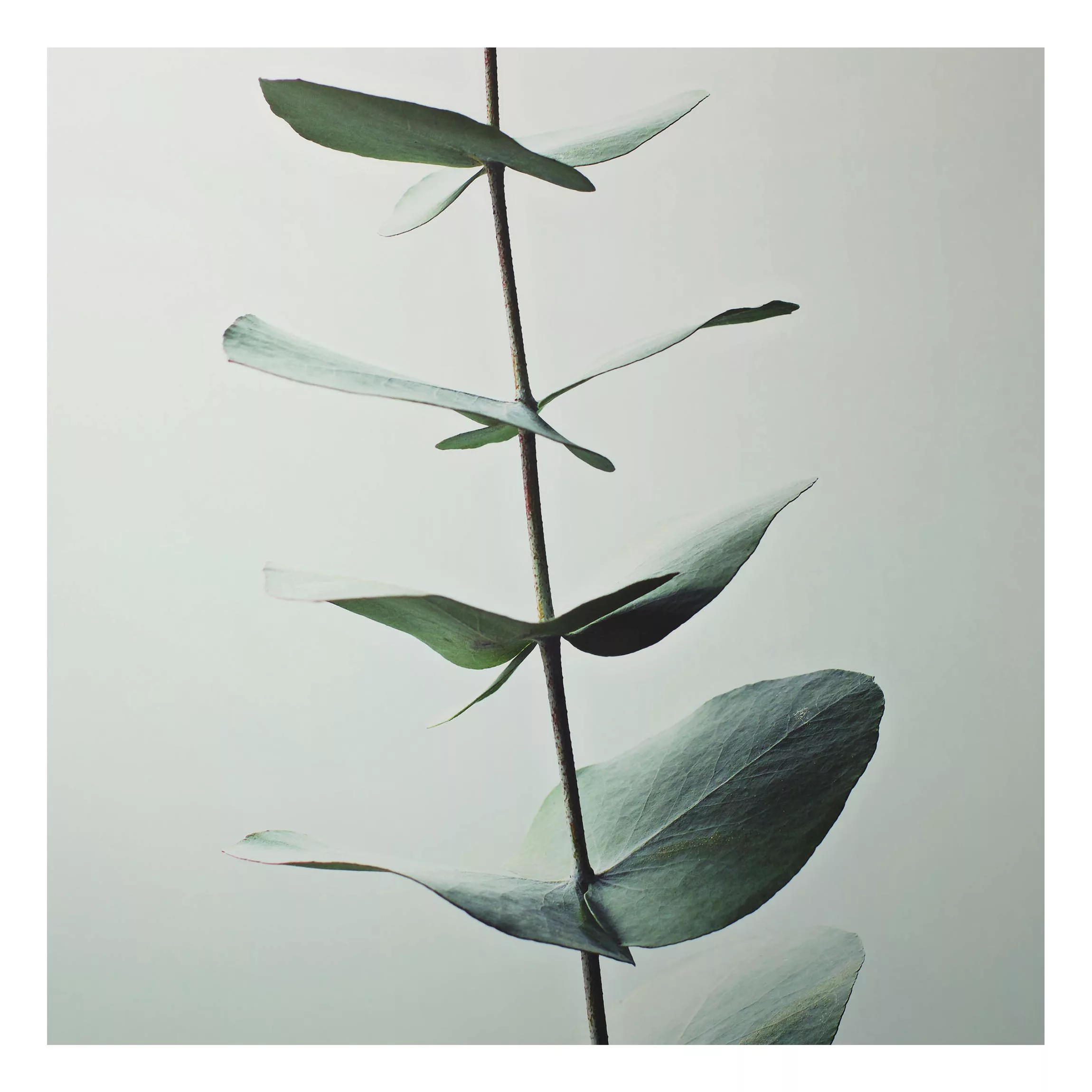 Alu-Dibond Bild Symmetrischer Eukalyptuszweig günstig online kaufen