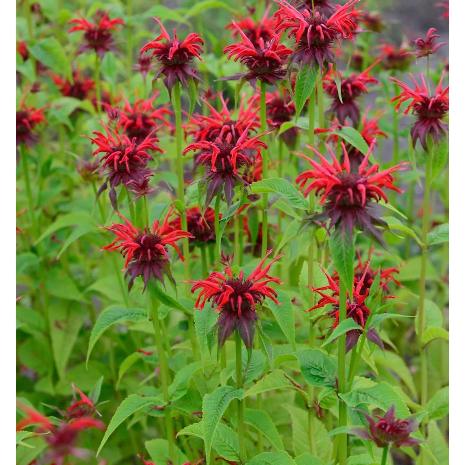 Indianernessel Squaw - Monarda didyma günstig online kaufen