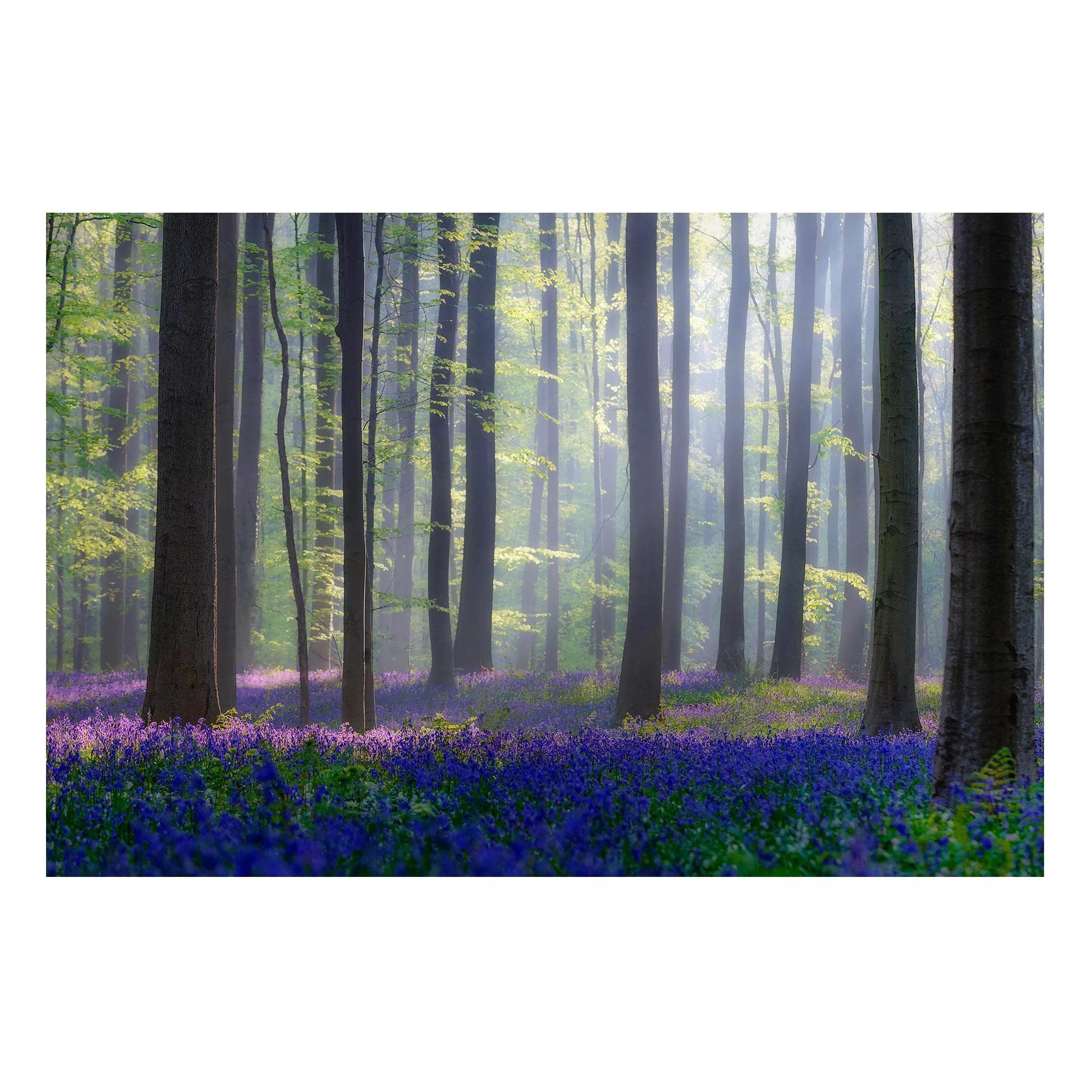 Magnettafel Natur & Landschaft - Querformat 3:2 Frühlingstag im Wald günstig online kaufen