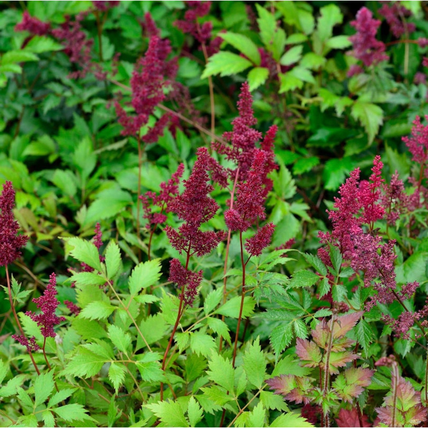 Prachtspiere Etna - Astilbe japonica günstig online kaufen