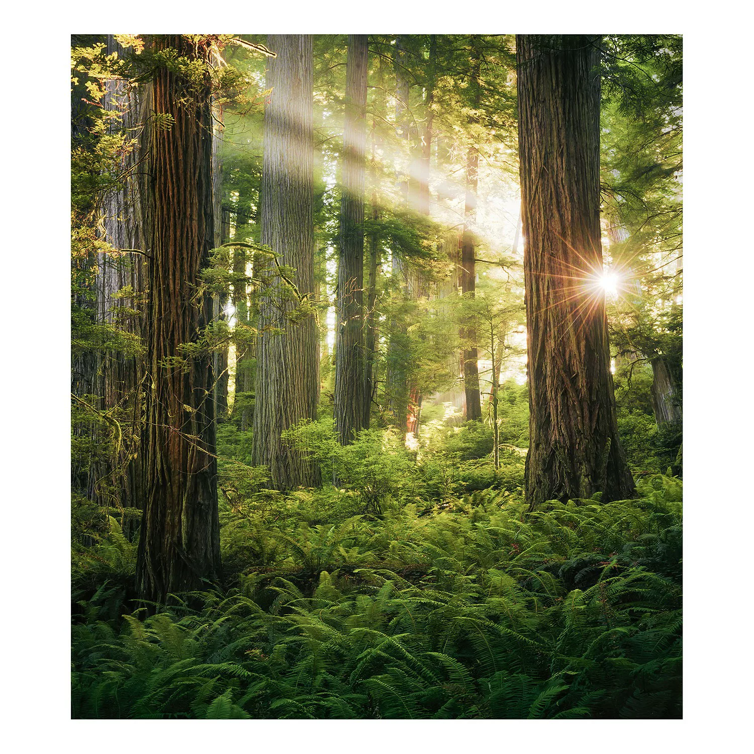 KOMAR Vlies Fototapete - Goblins Woods - Größe 250 x 280 cm mehrfarbig günstig online kaufen