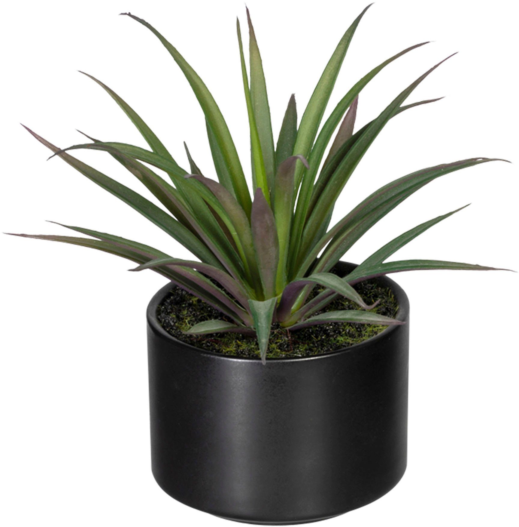Künstliche Zimmerpflanze Set aus Aloe, Agave günstig online kaufen