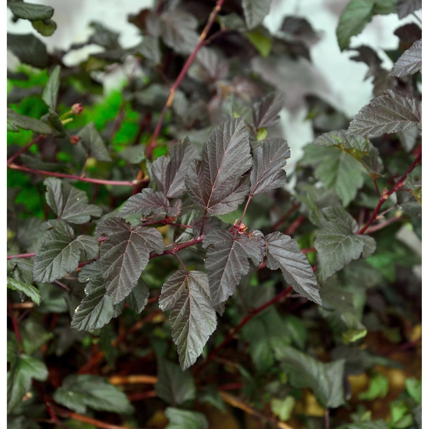 Blasenspiere Darts Red 125-150cm - Physocarpus opulifolius günstig online kaufen