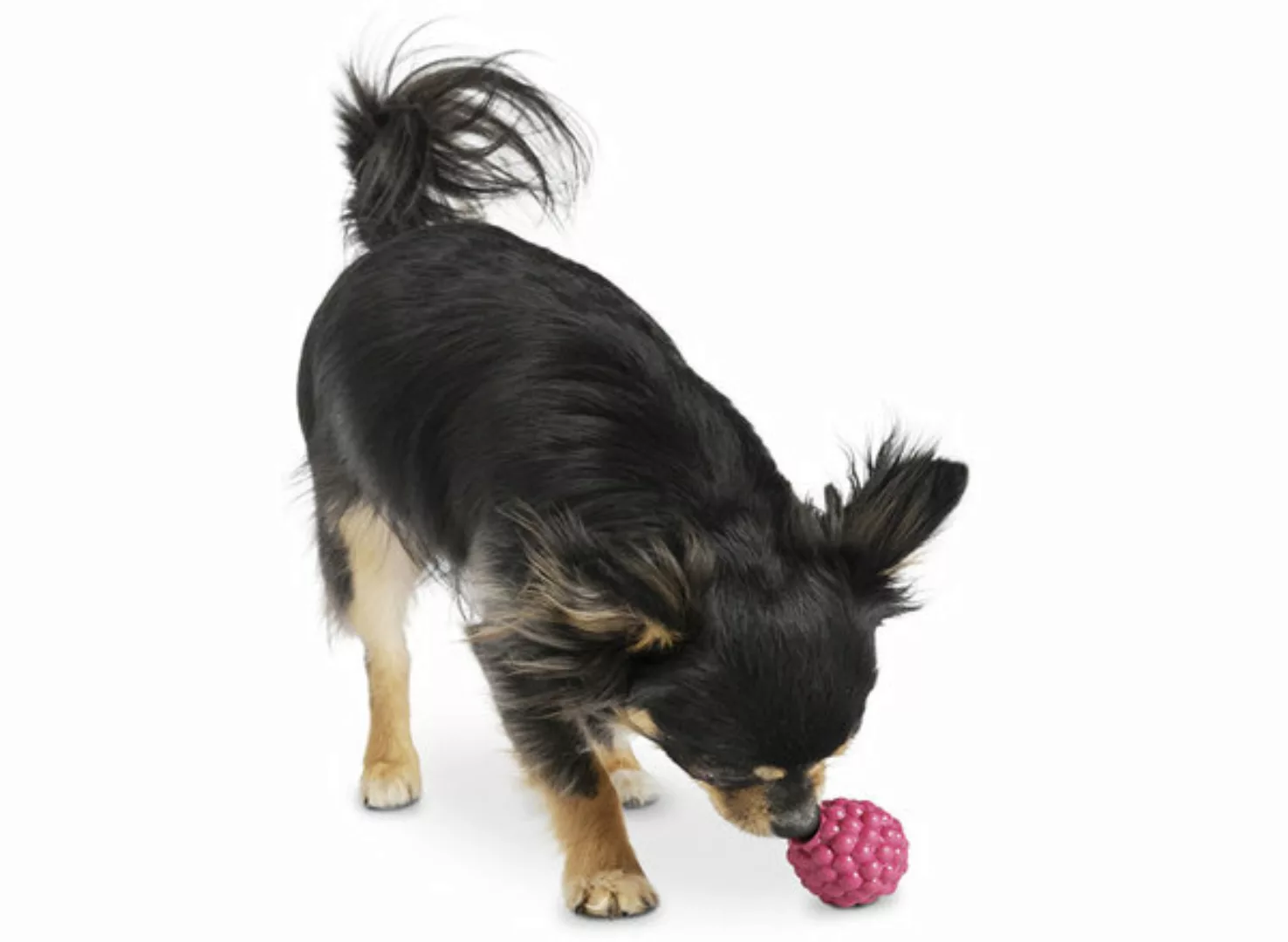 Hundespielzeug Himbeere Xs Für Kleine Hunde günstig online kaufen