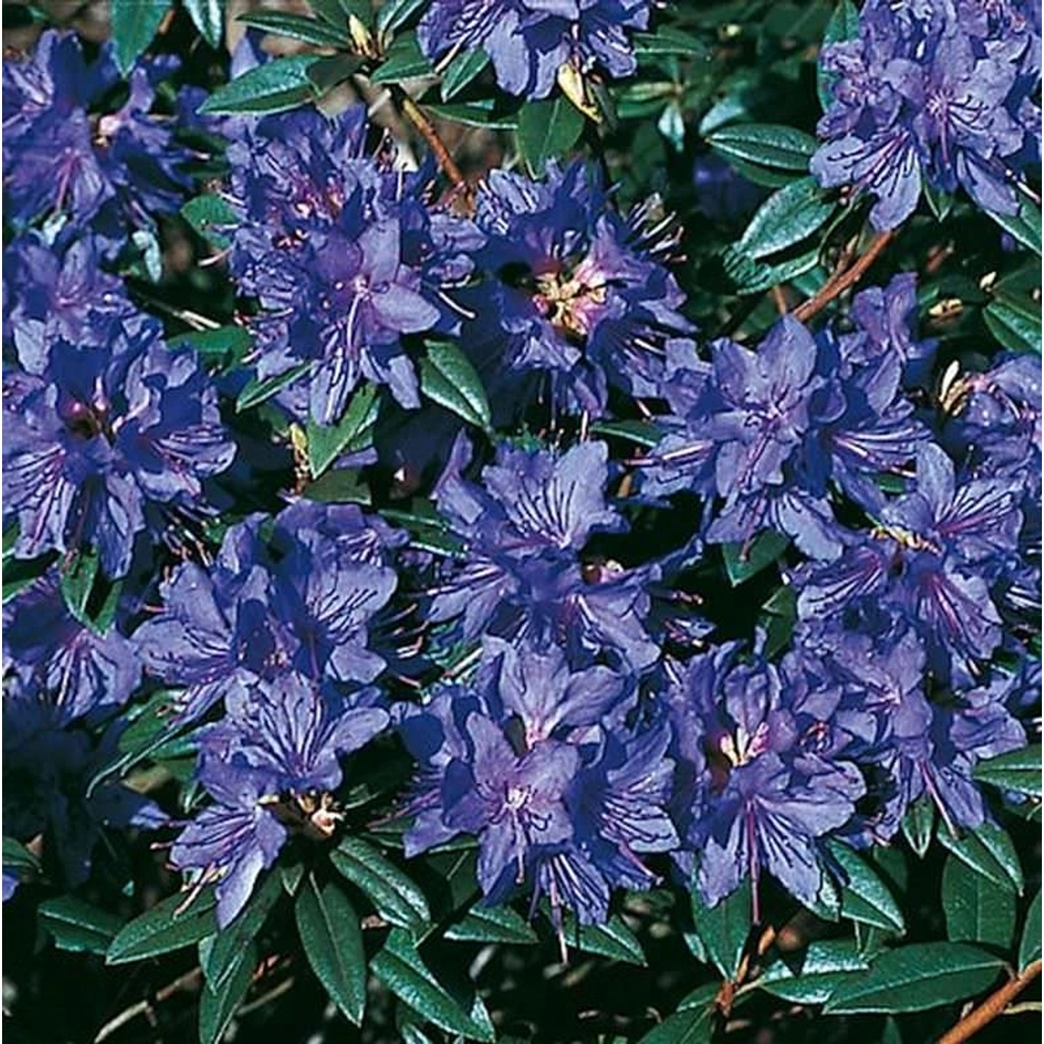 Zwerg Rhododendron Gletschernacht 30-40cm - Rhododendron russatum - Zwerg A günstig online kaufen