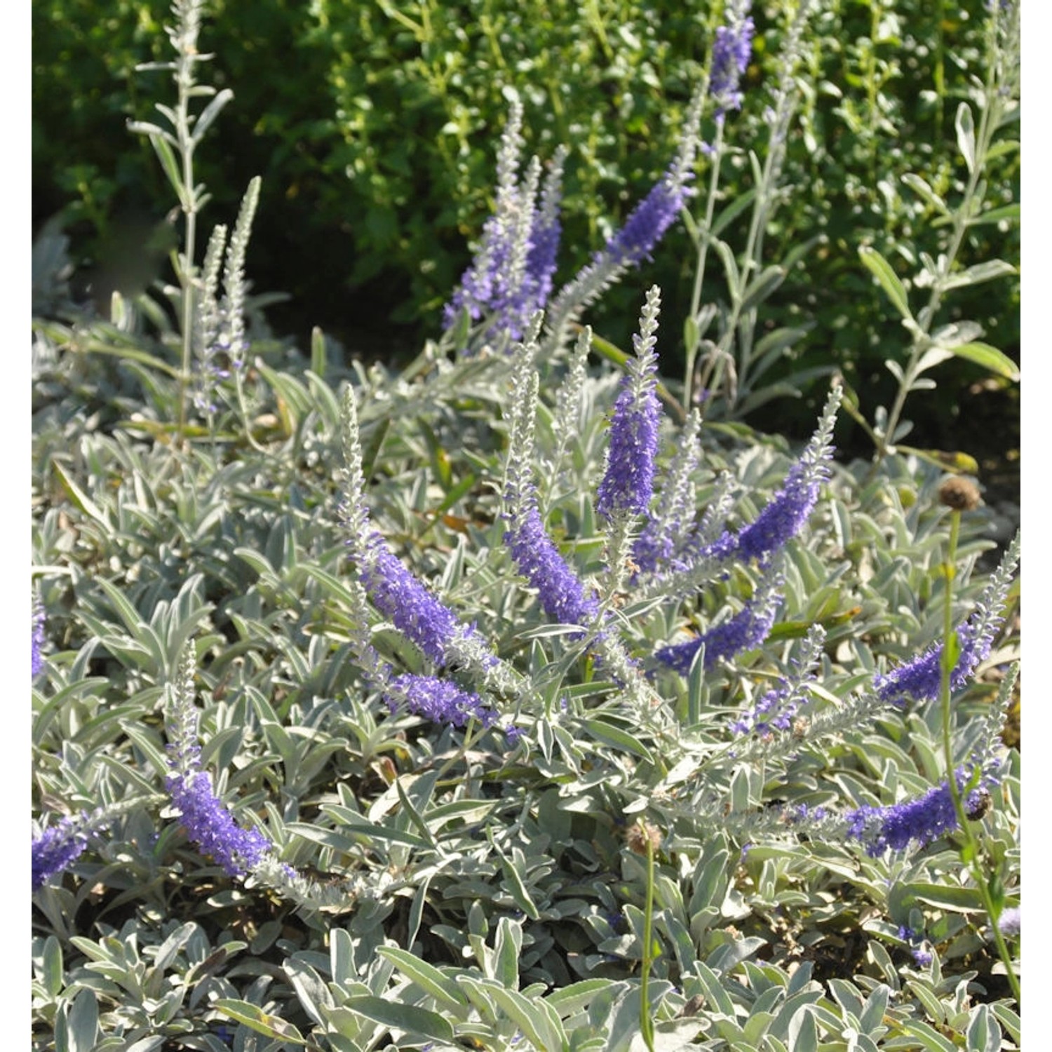 Silberblatt Ehrenpreis - Veronica spicata günstig online kaufen